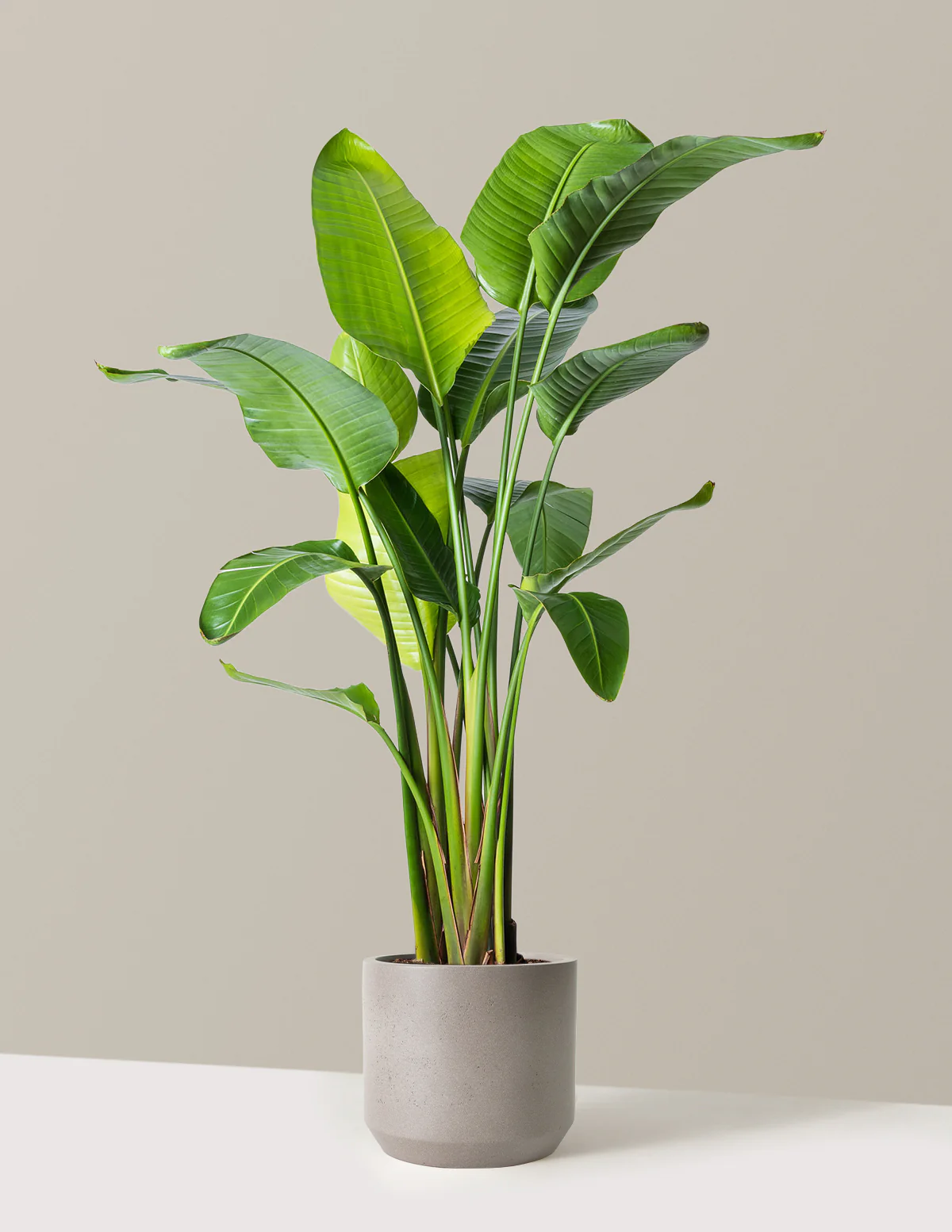 Bird of Paradise - Image 50