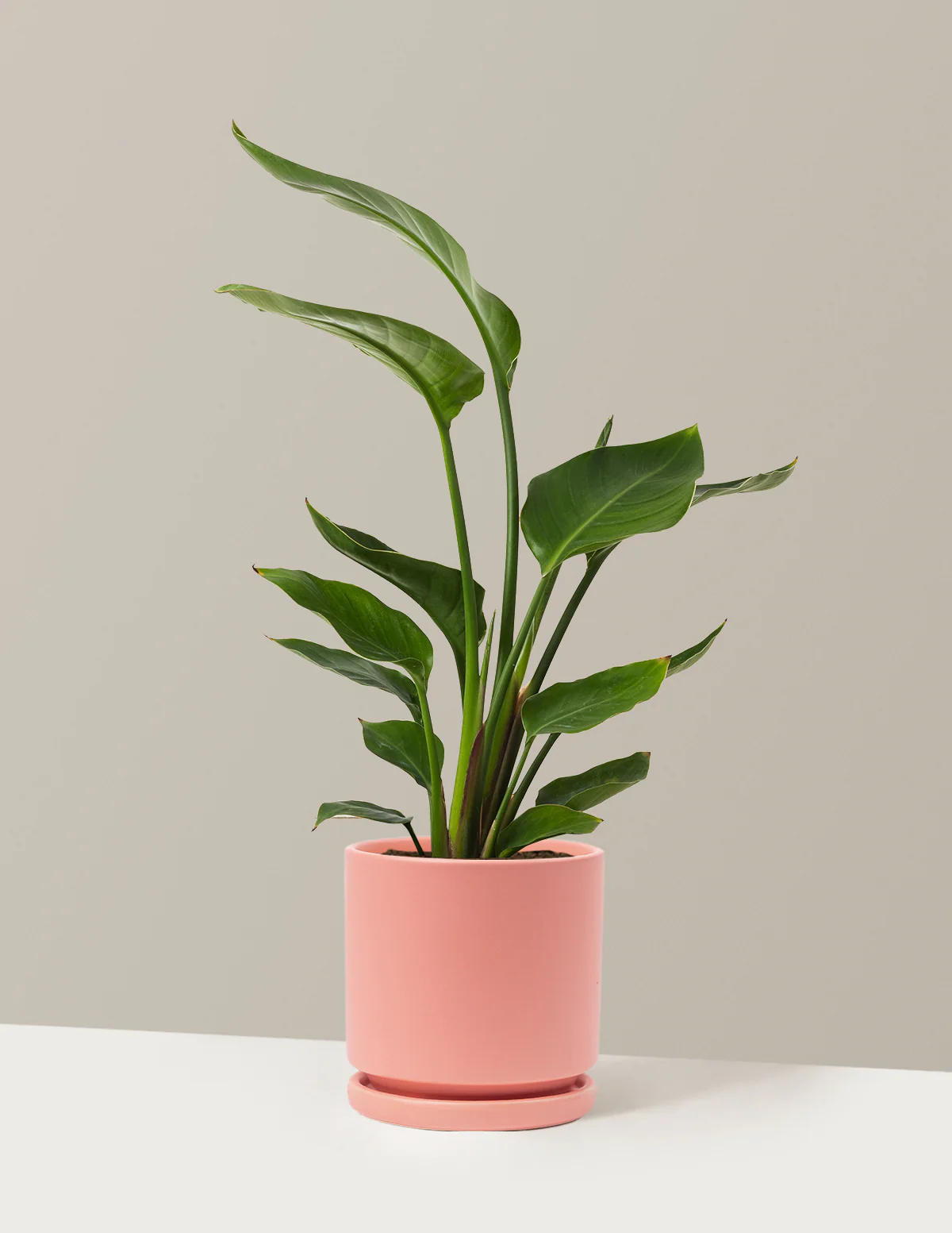 Bird of Paradise - Image 51