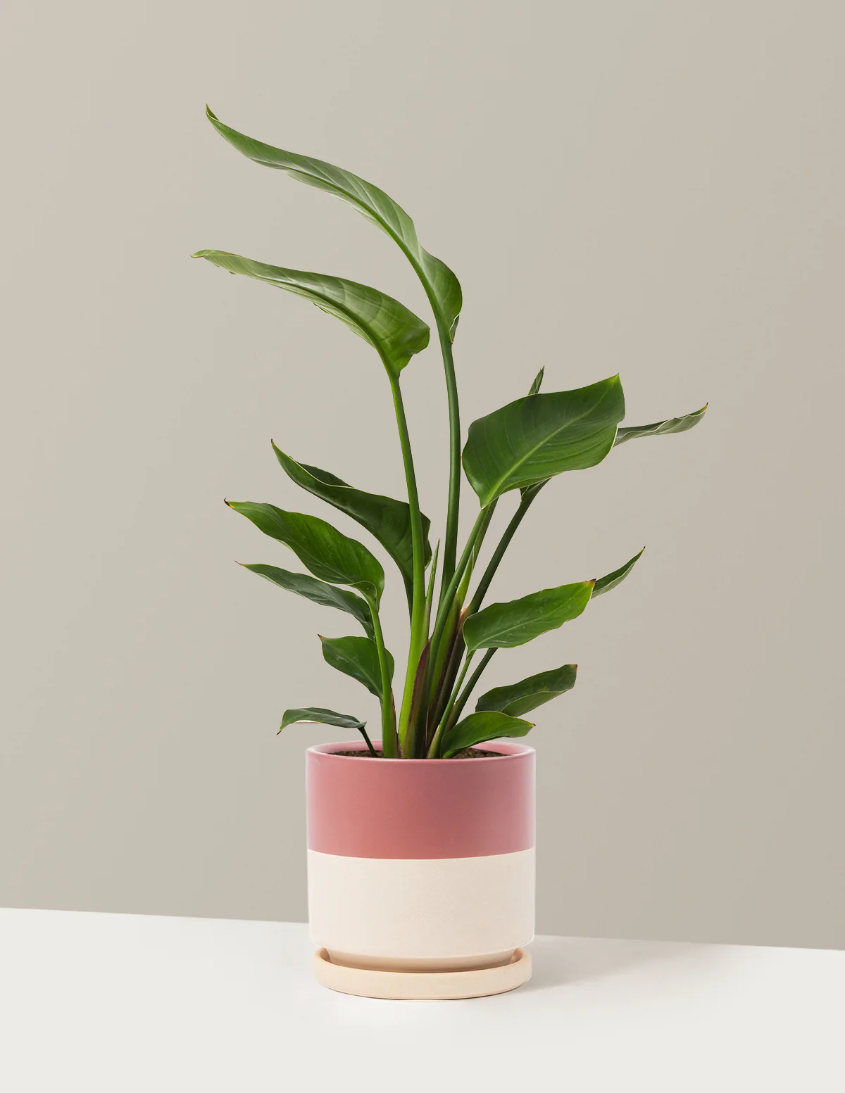 Bird of Paradise - Image 52