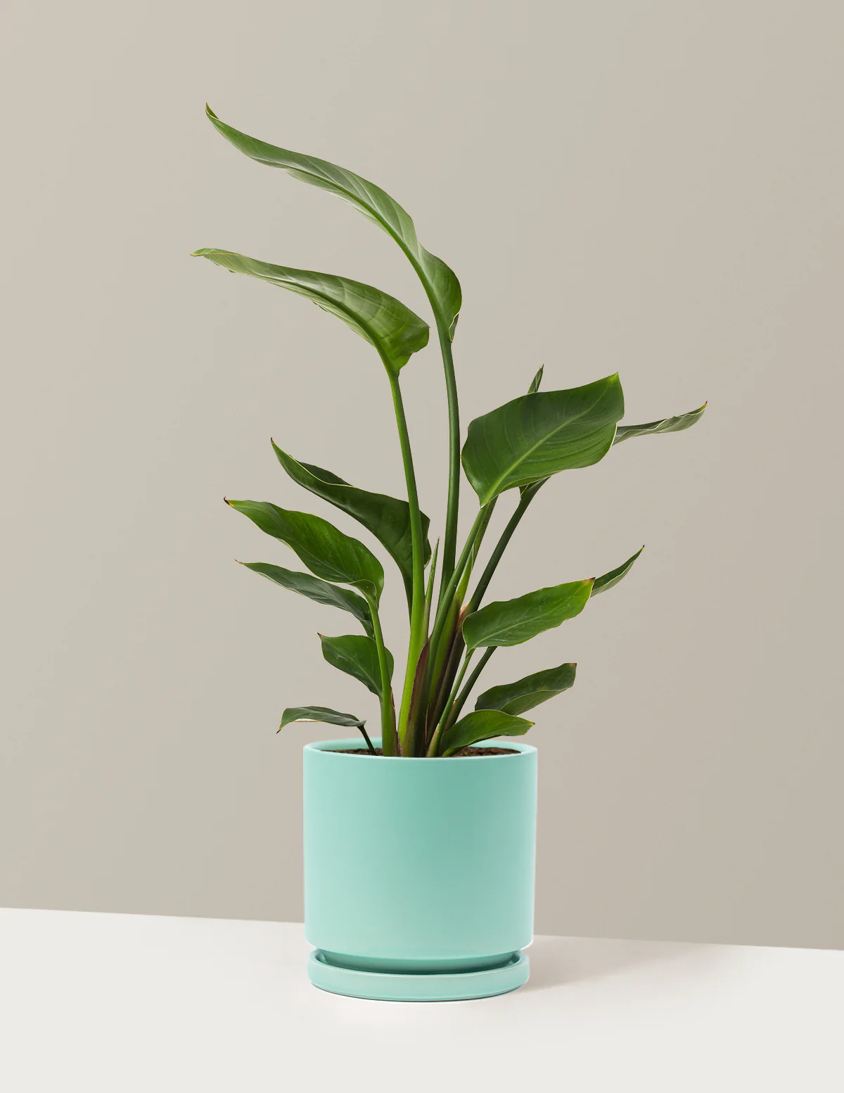 Bird of Paradise - Image 53