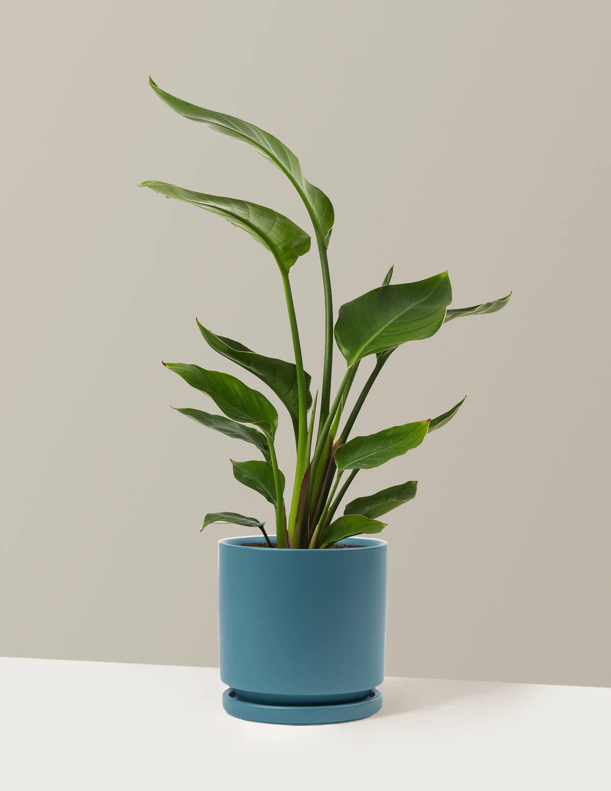 Bird of Paradise - Image 54