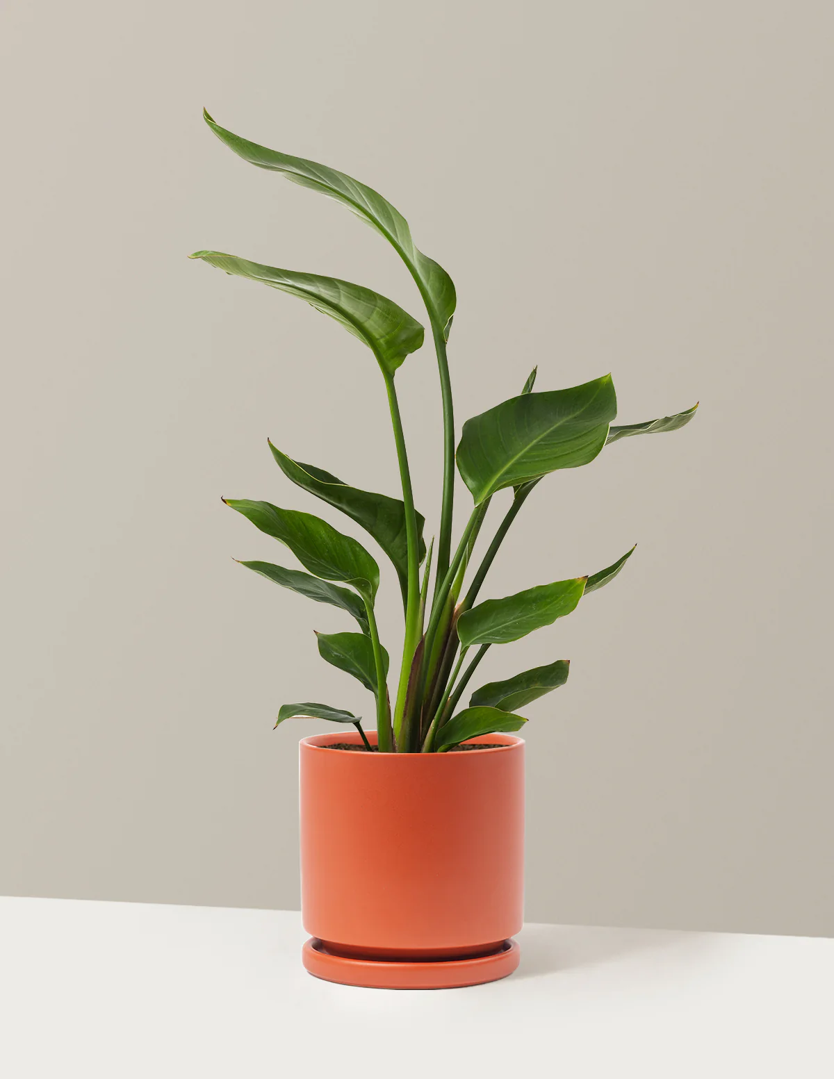 Bird of Paradise - Image 55