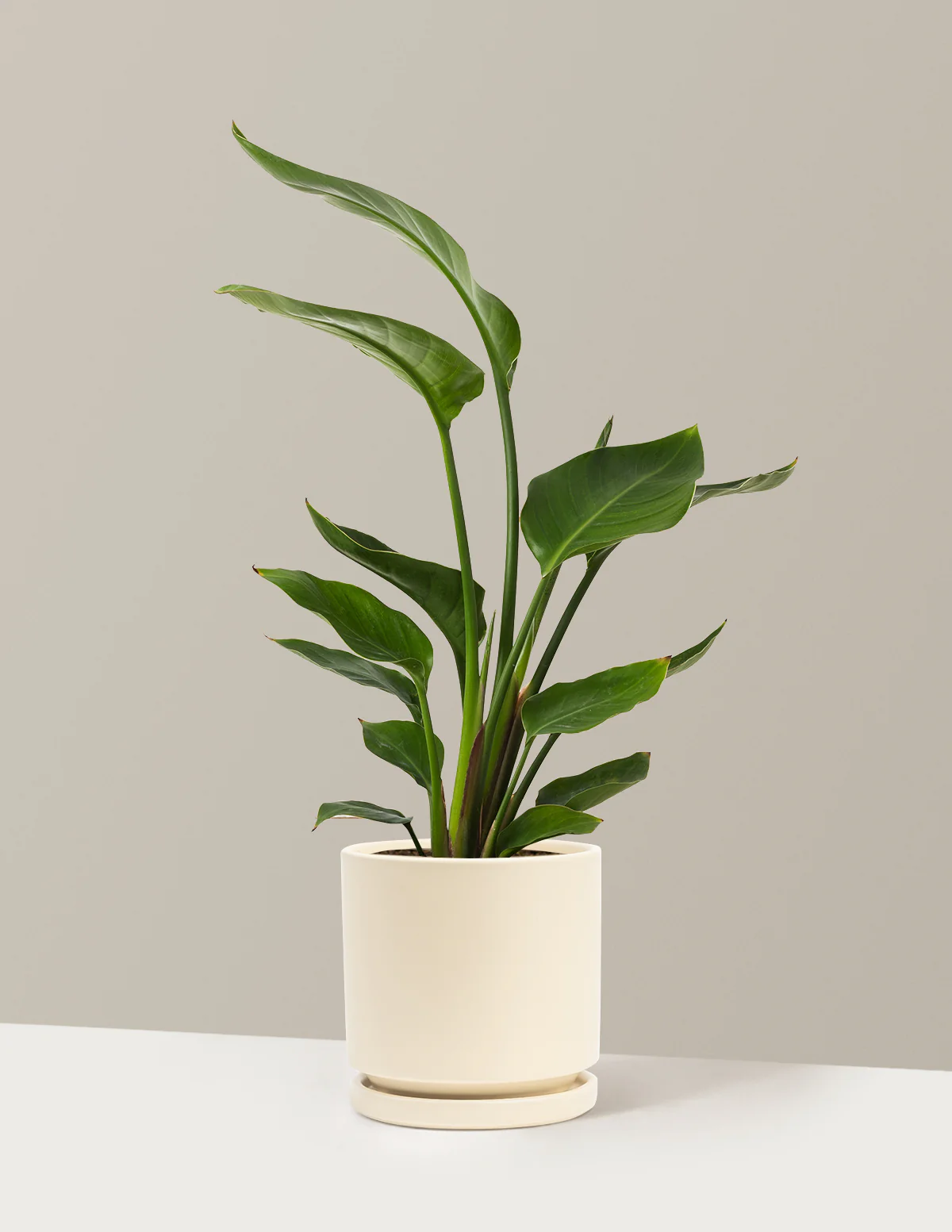 Bird of Paradise - Image 56