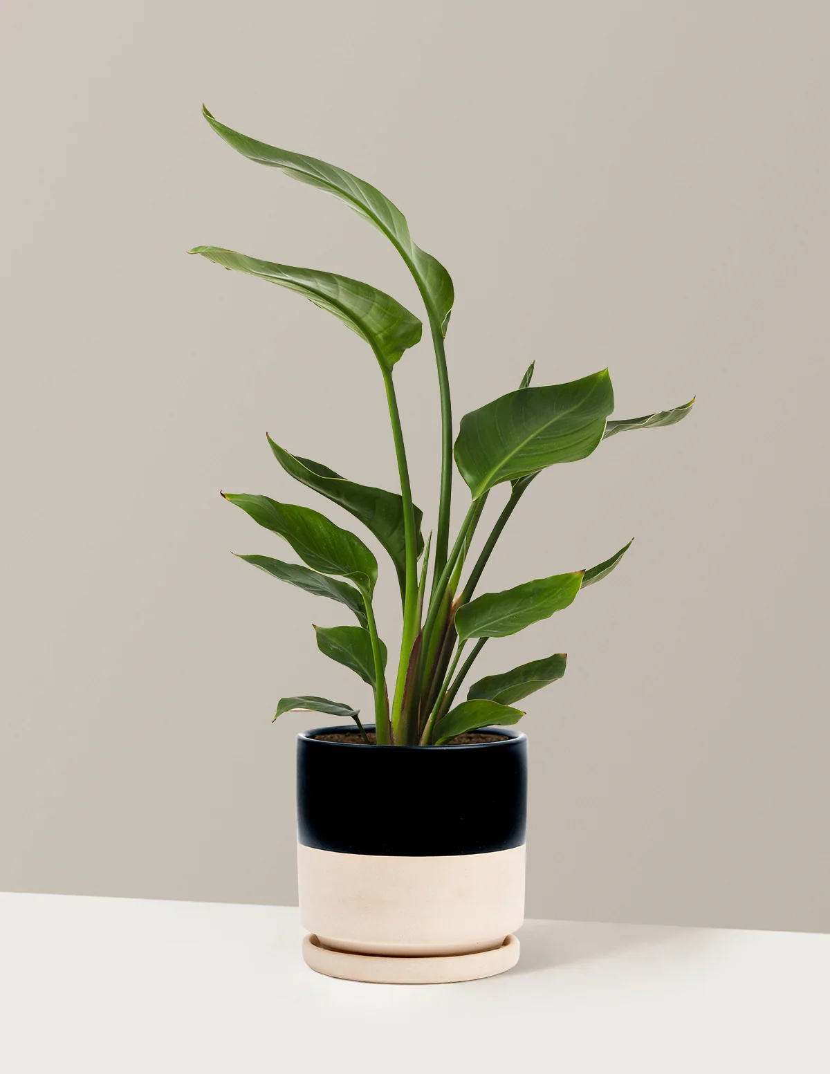 Bird of Paradise - Image 57