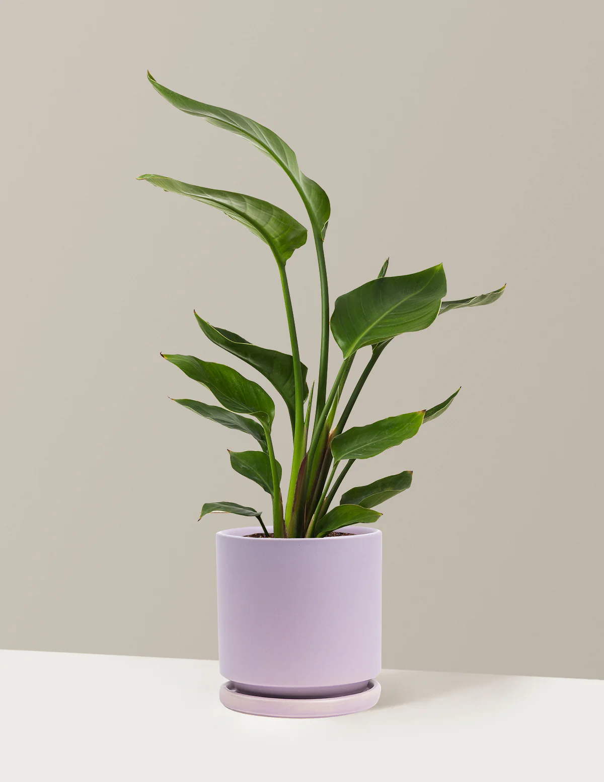 Bird of Paradise - Image 58
