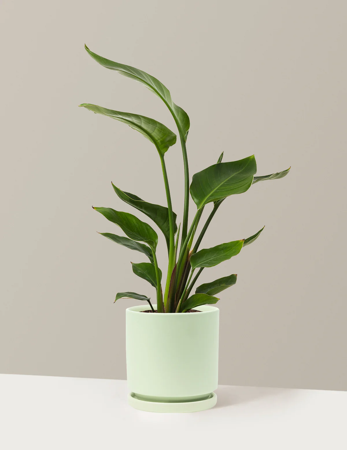 Bird of Paradise - Image 59