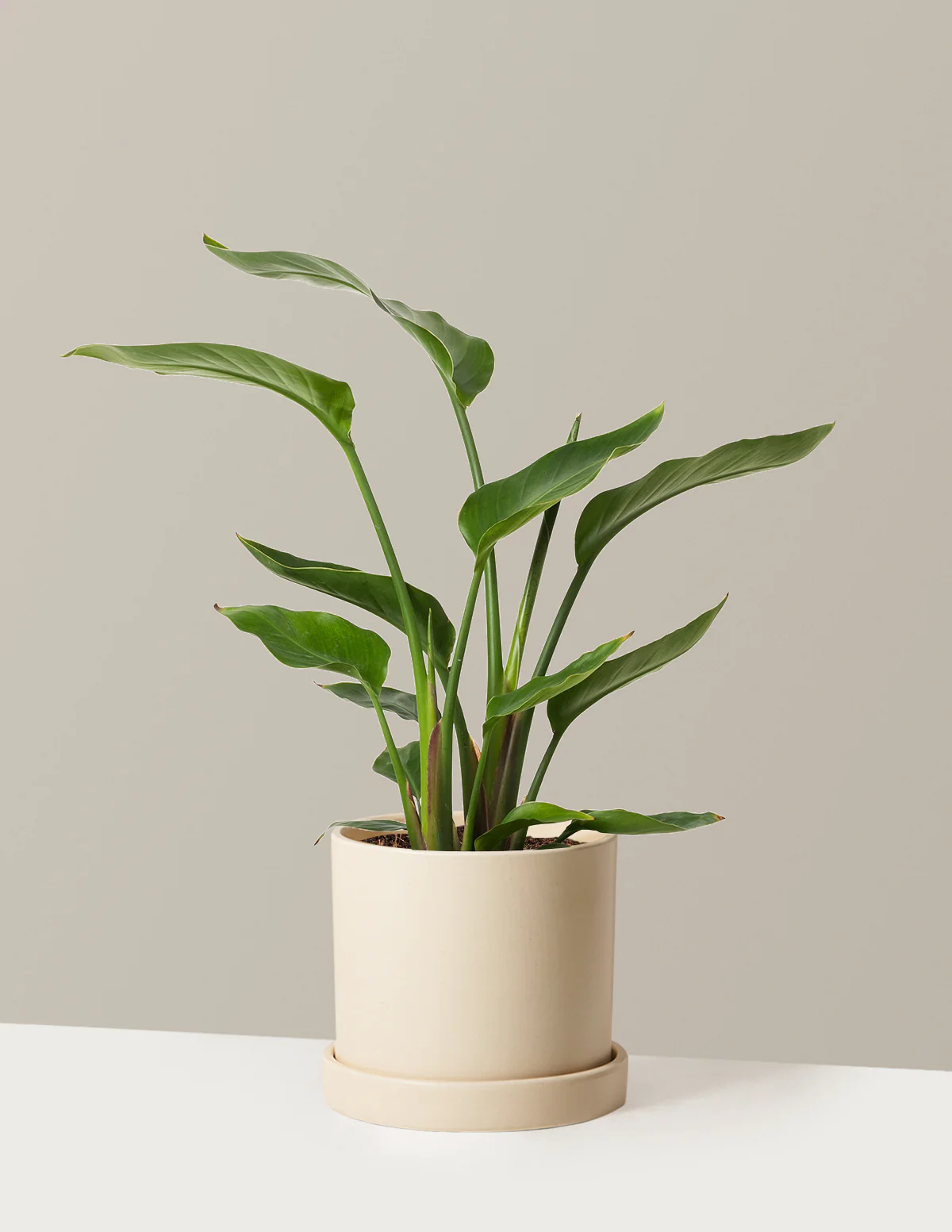Bird of Paradise - Image 60