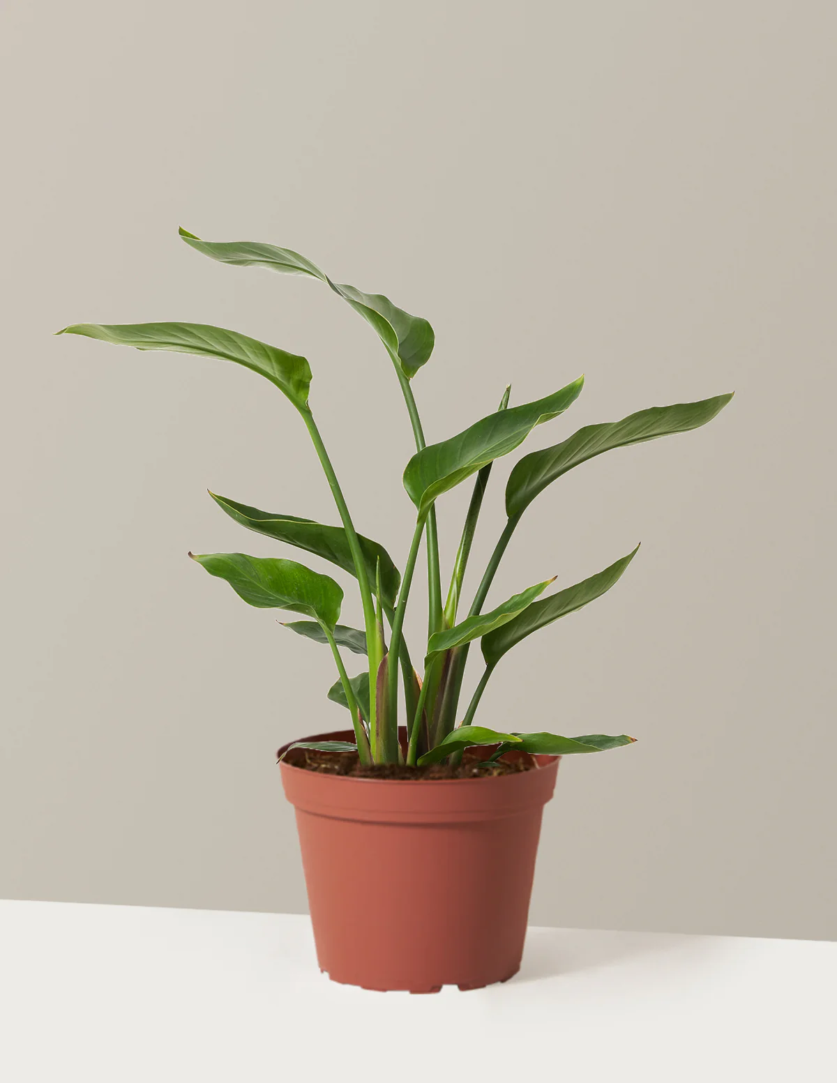 Bird of Paradise - Image 61