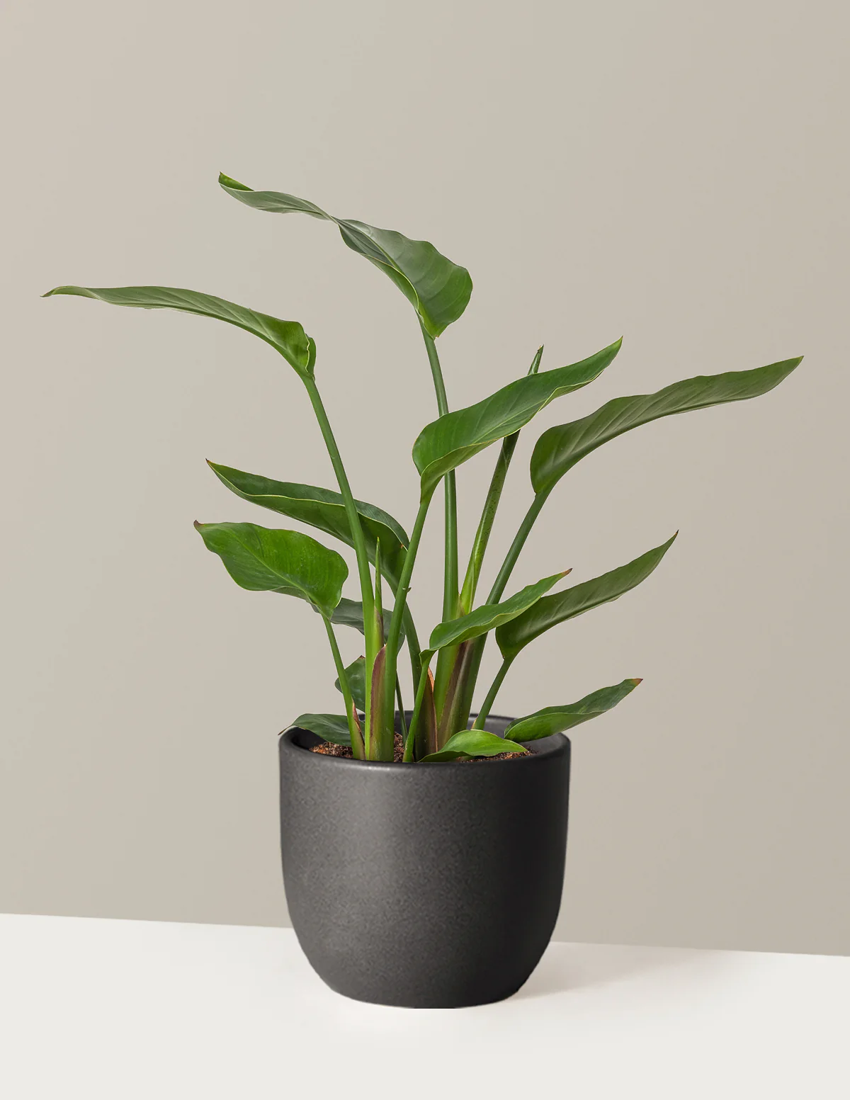 Bird of Paradise - Image 62