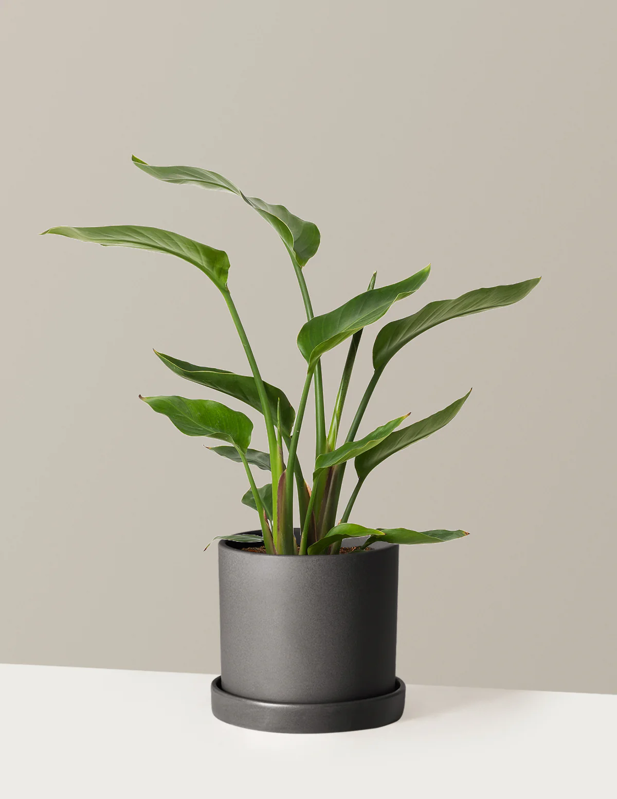 Bird of Paradise - Image 63