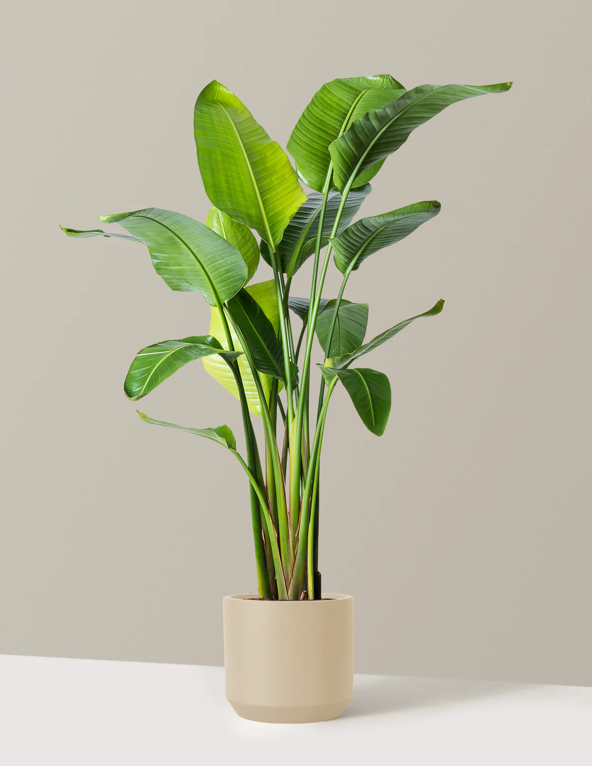 Bird of Paradise - Image 64