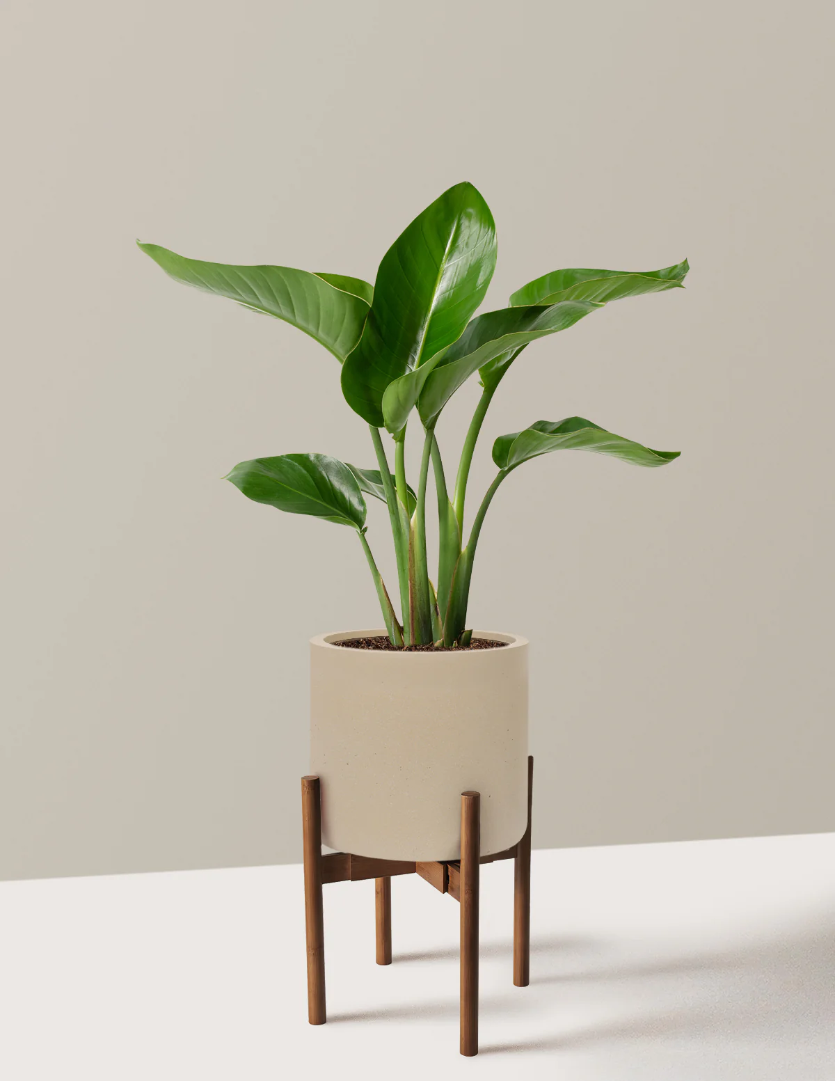 Bird of Paradise - Image 65