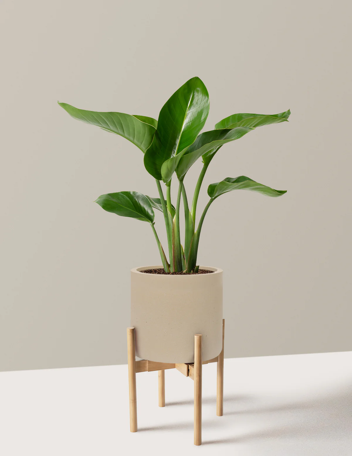 Bird of Paradise - Image 66