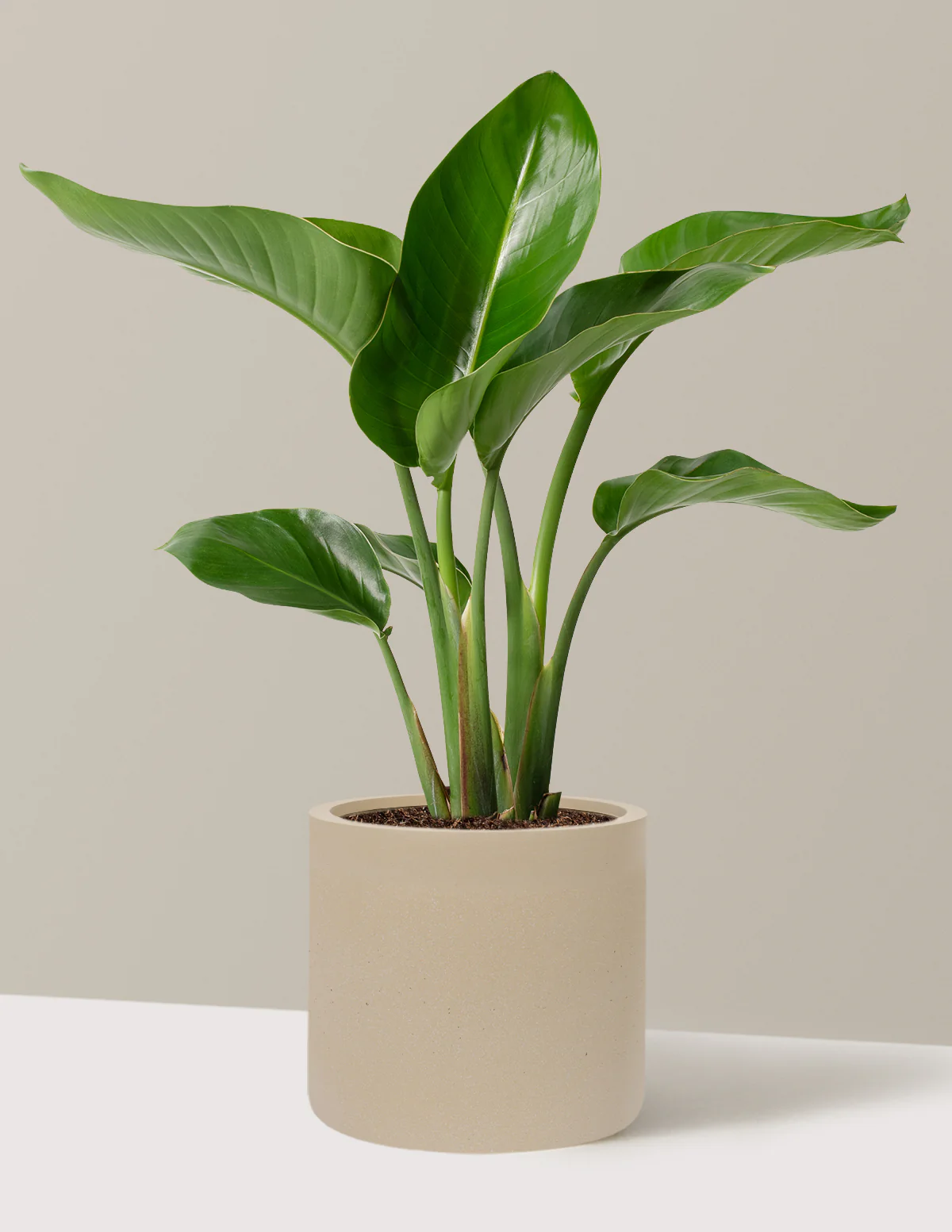 Bird of Paradise - Image 67