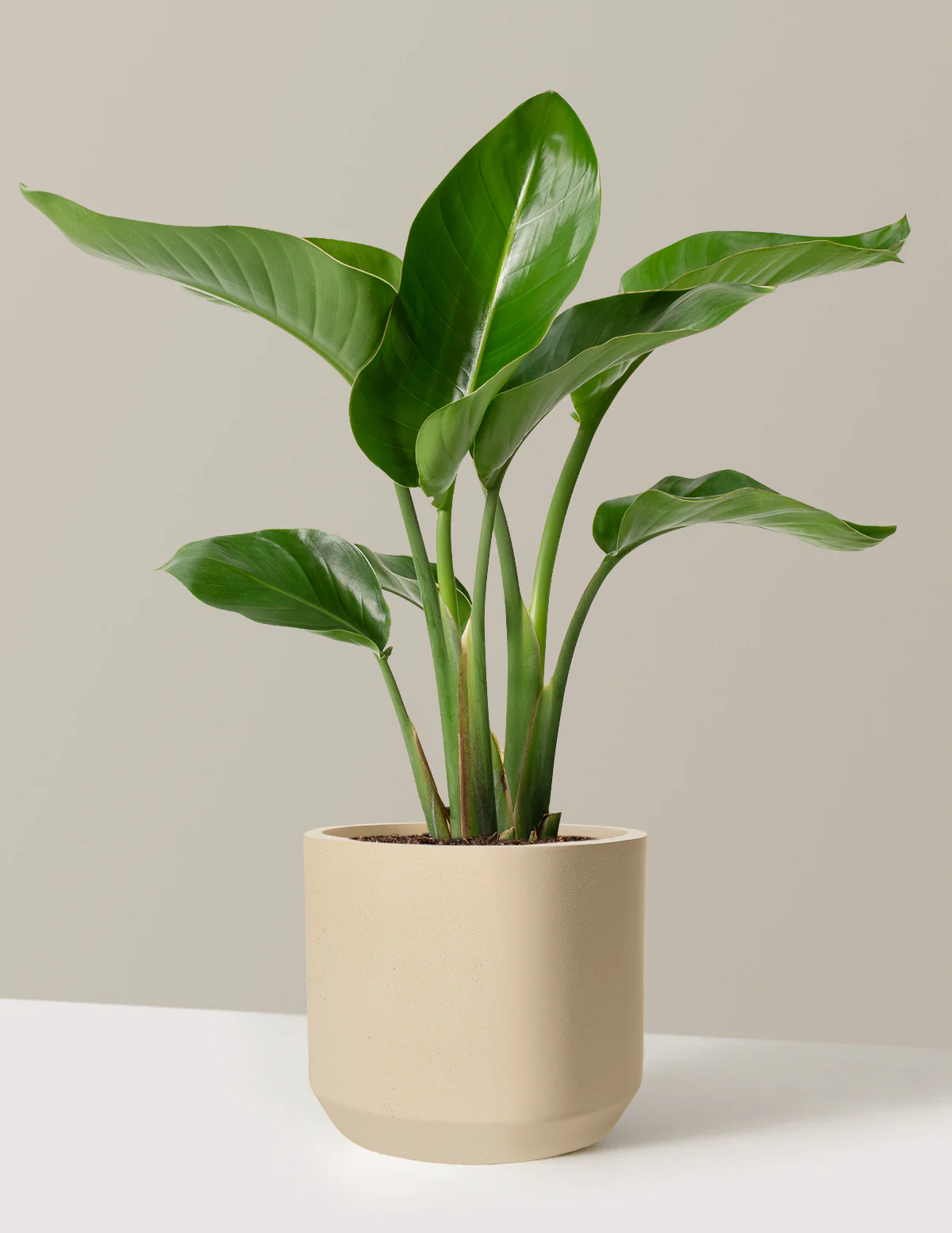 Bird of Paradise - Image 68