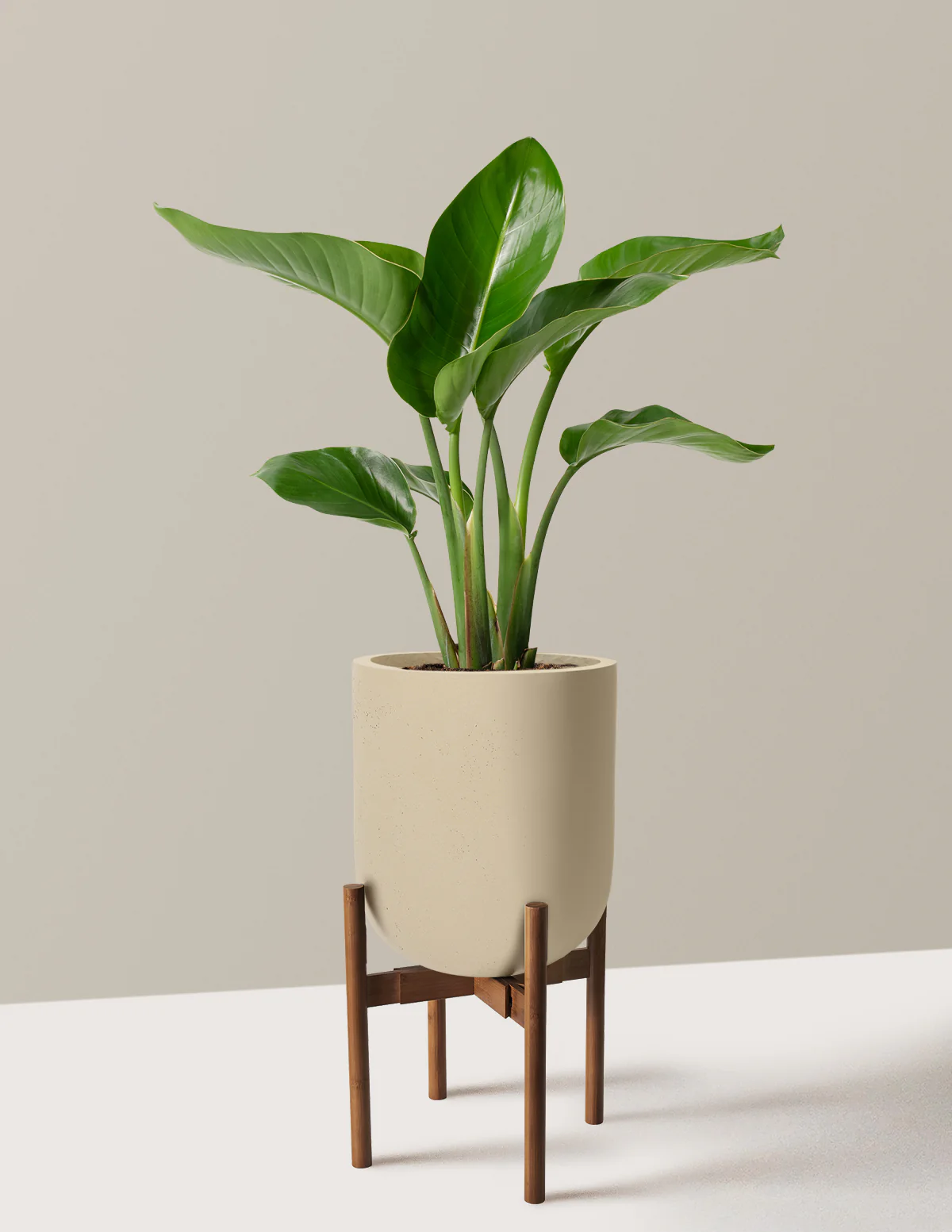 Bird of Paradise - Image 69