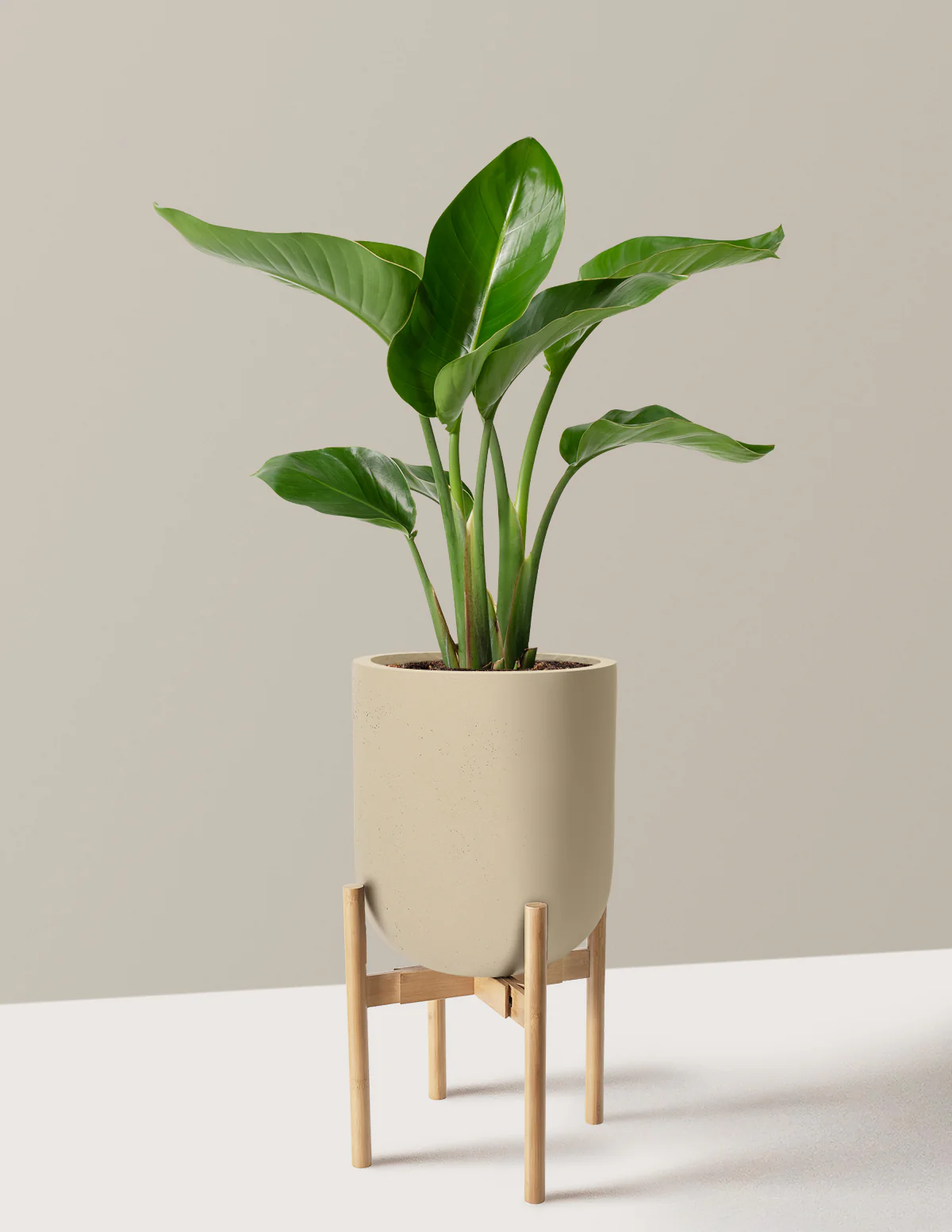 Bird of Paradise - Image 70