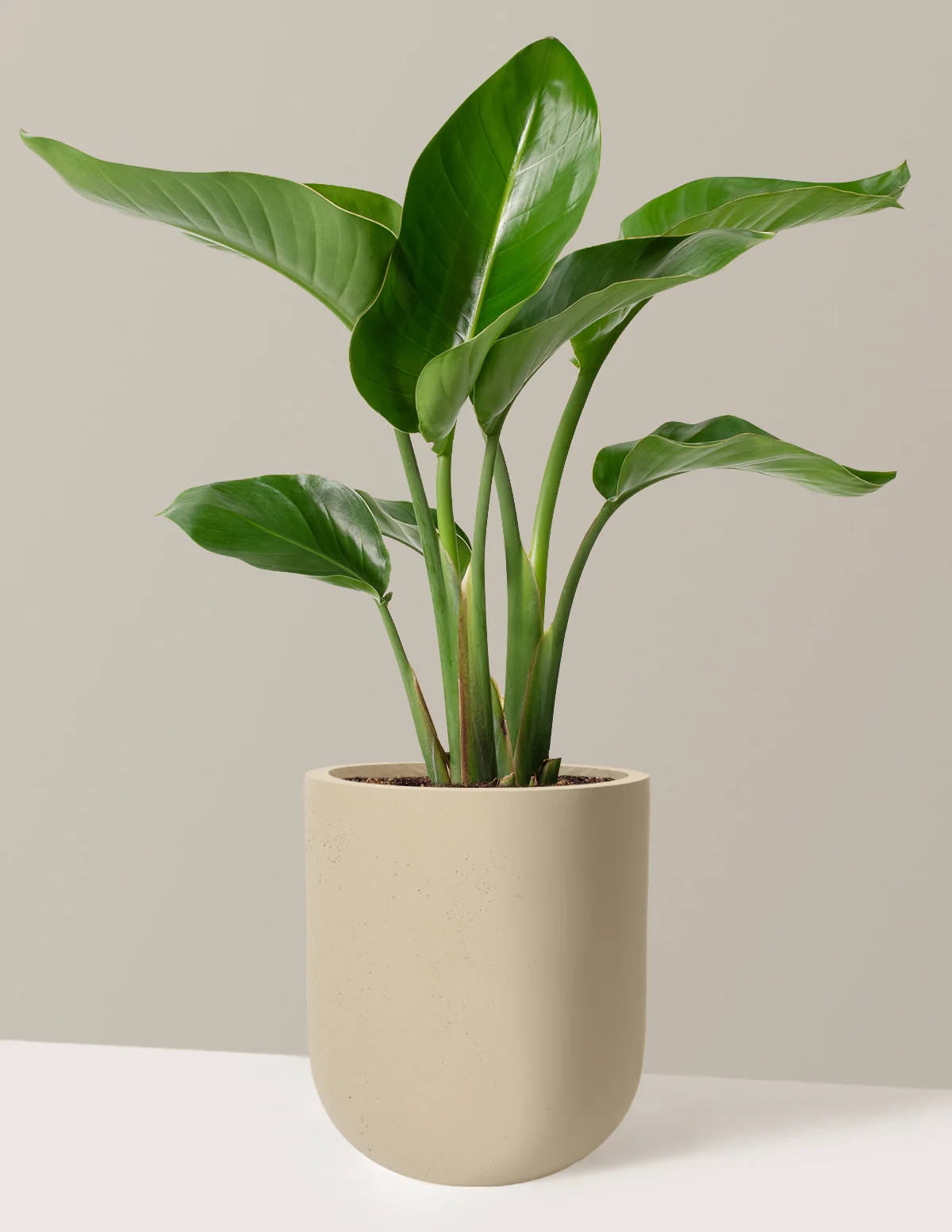 Bird of Paradise - Image 71