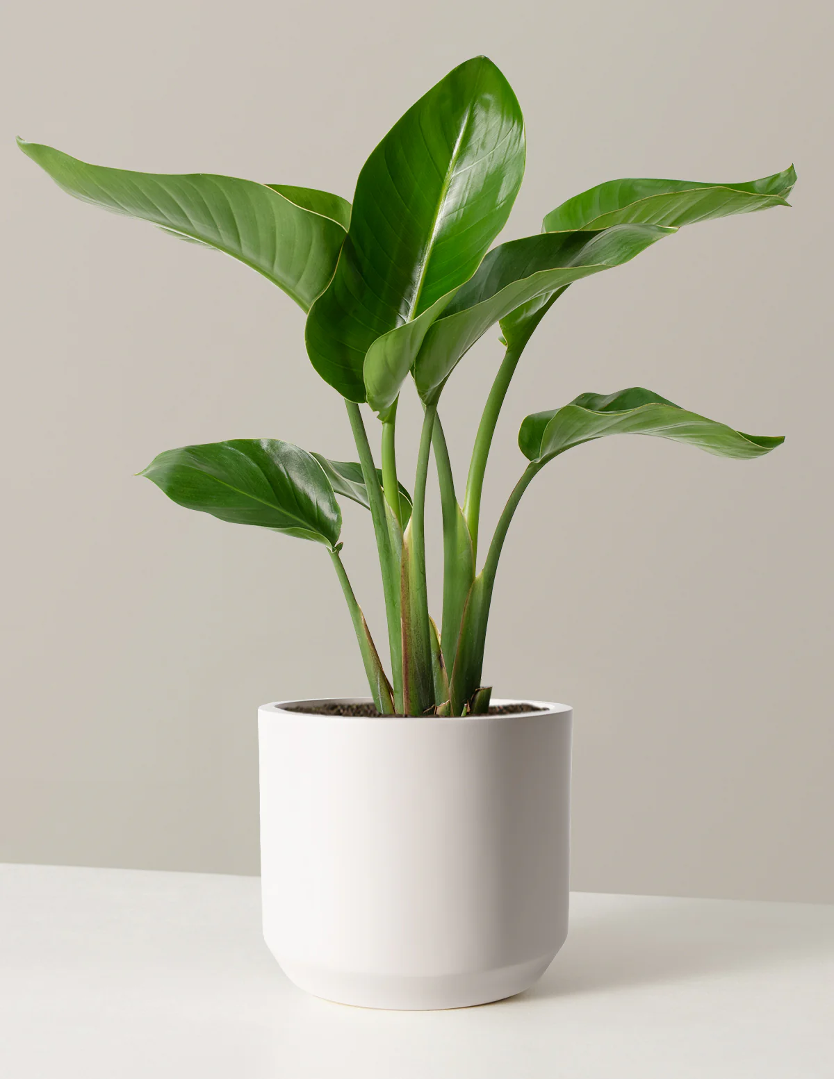 Bird of Paradise - Image 72