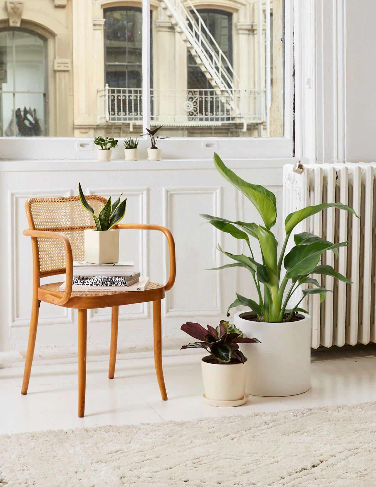 Bird of Paradise - Image 9