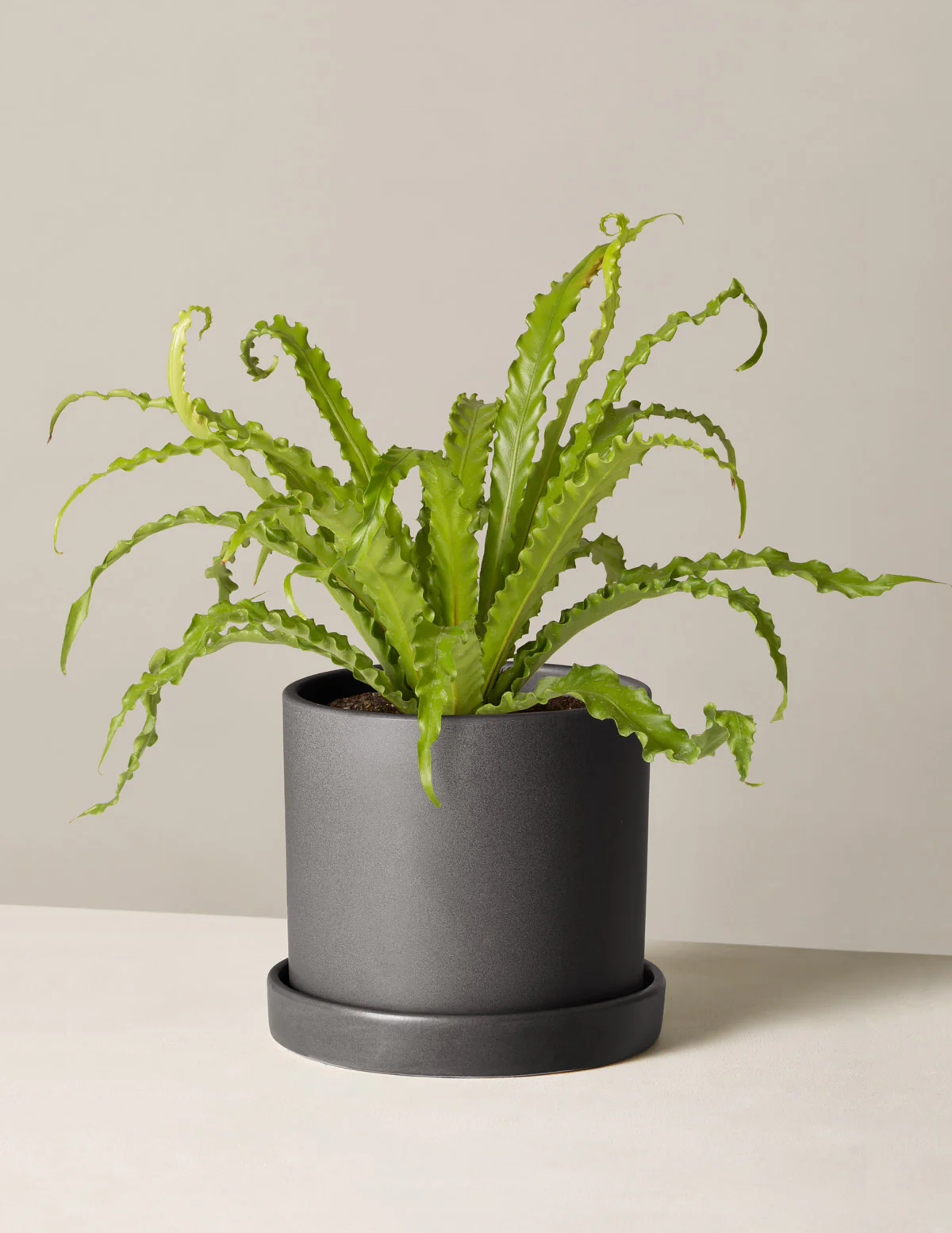 Bird's Nest Fern - Image 11