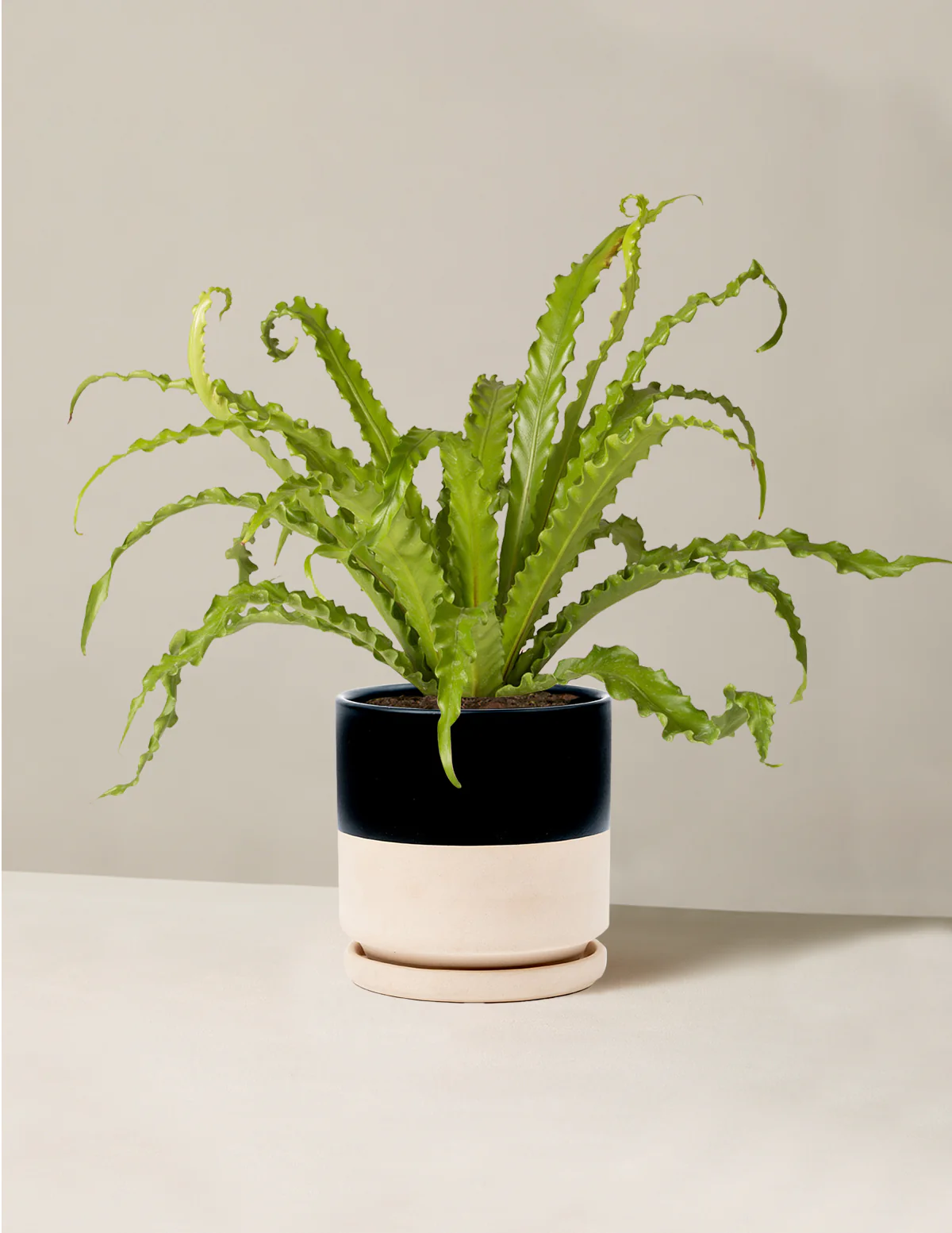 Bird's Nest Fern - Image 12