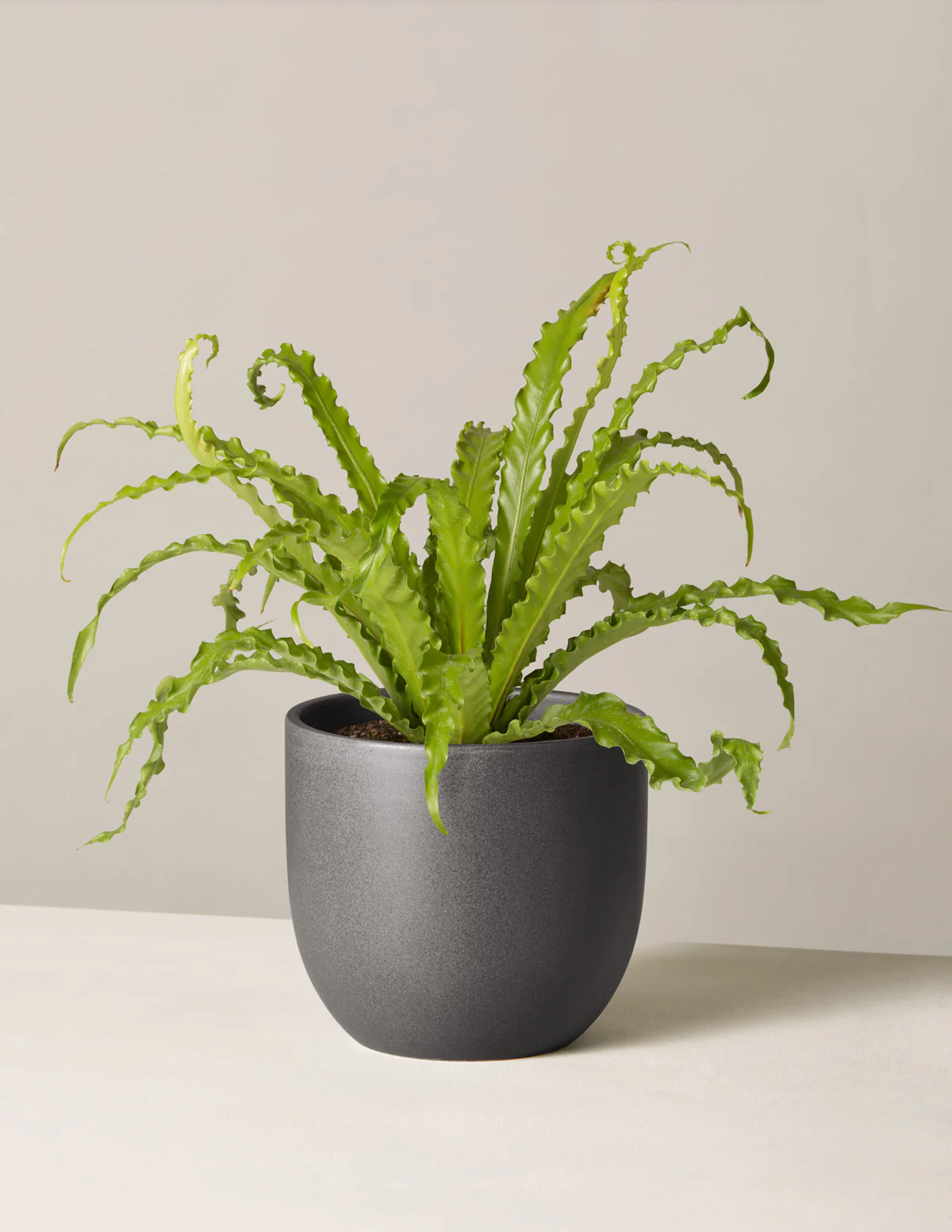 Bird's Nest Fern - Image 13
