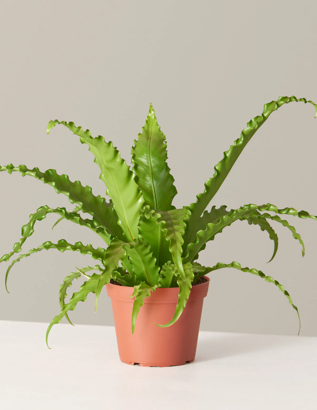 Bird's Nest Fern - Image 14