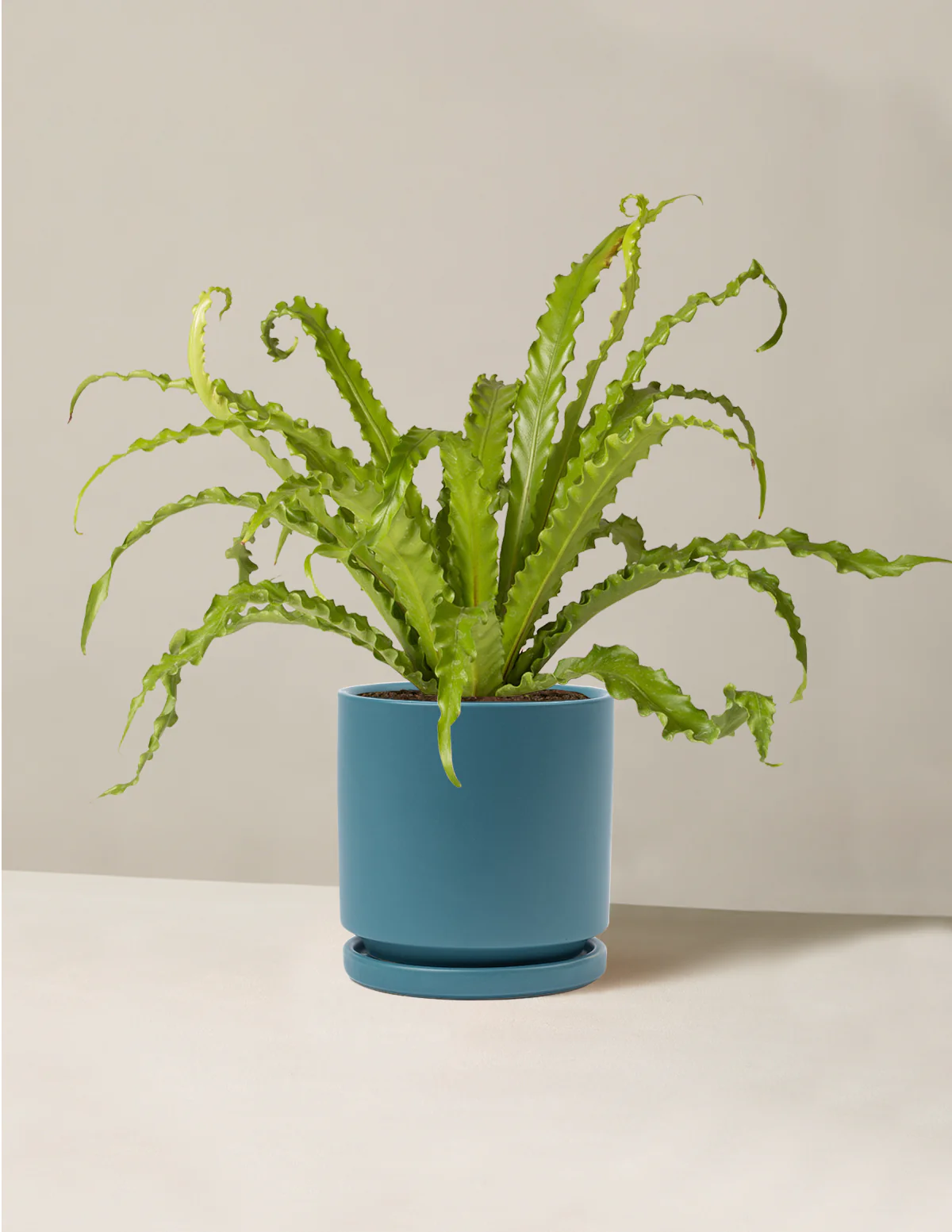 Bird's Nest Fern - Image 15