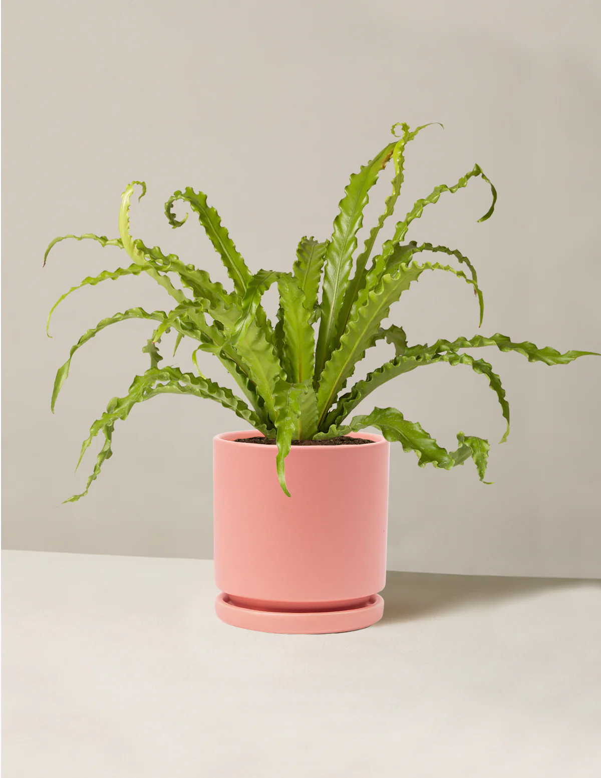 Bird's Nest Fern - Image 16