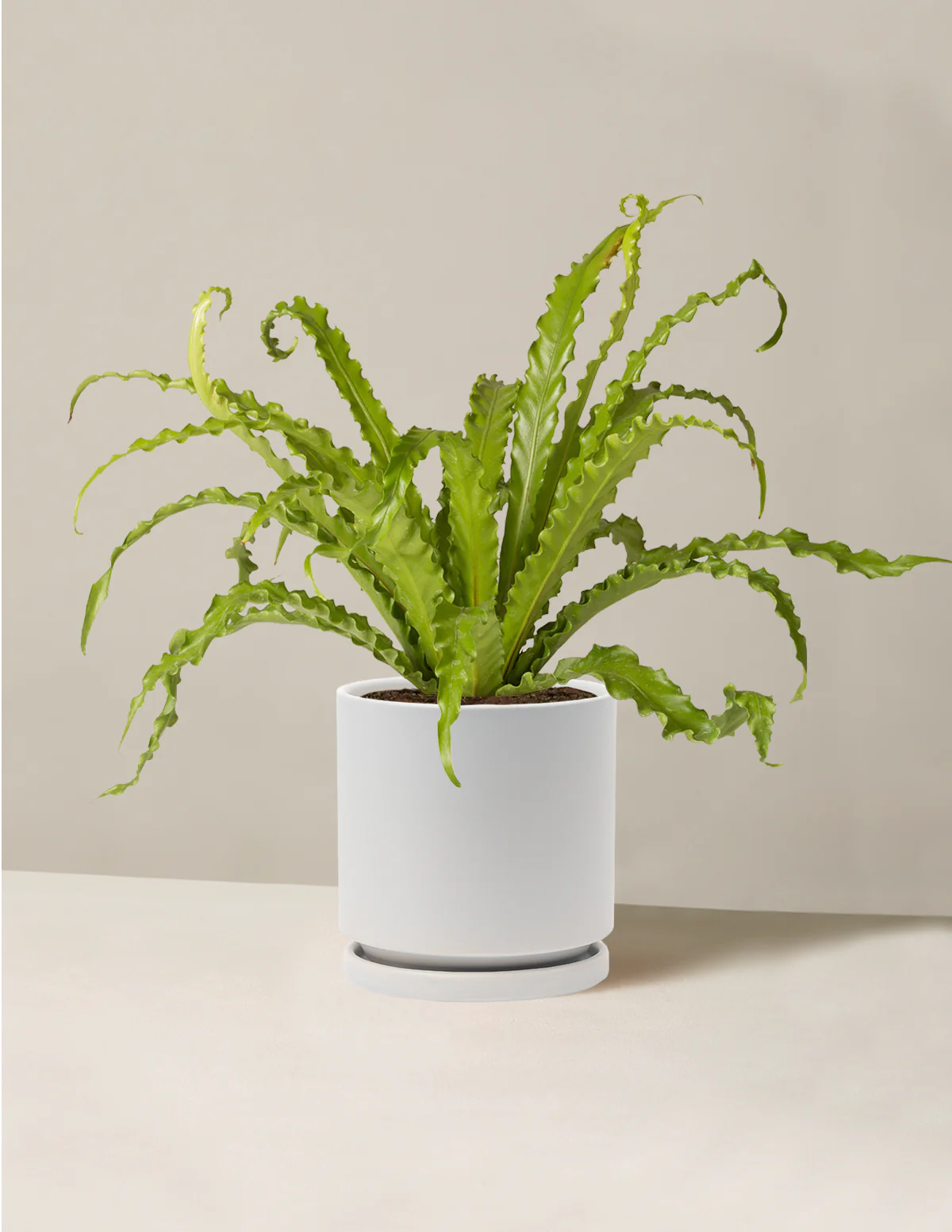 Bird's Nest Fern - Image 17