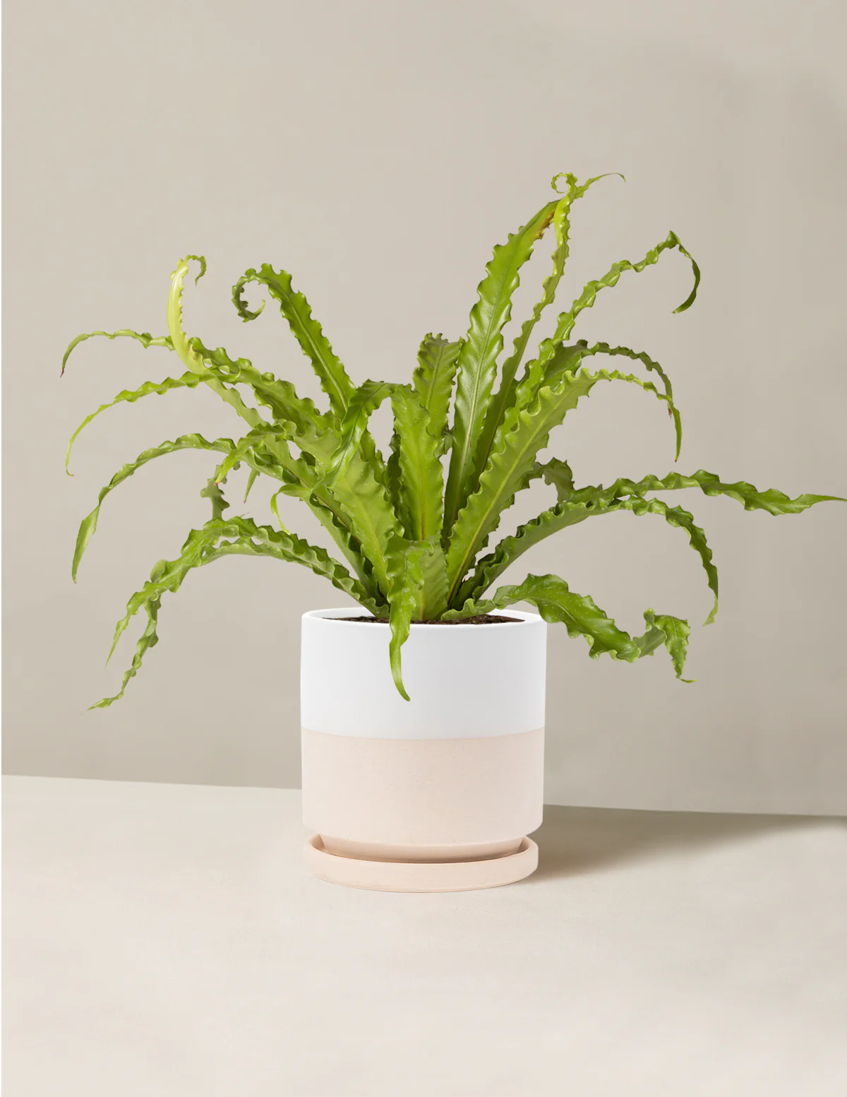 Bird's Nest Fern - Image 18
