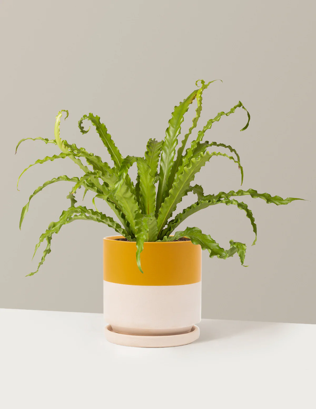 Bird's Nest Fern - Image 19