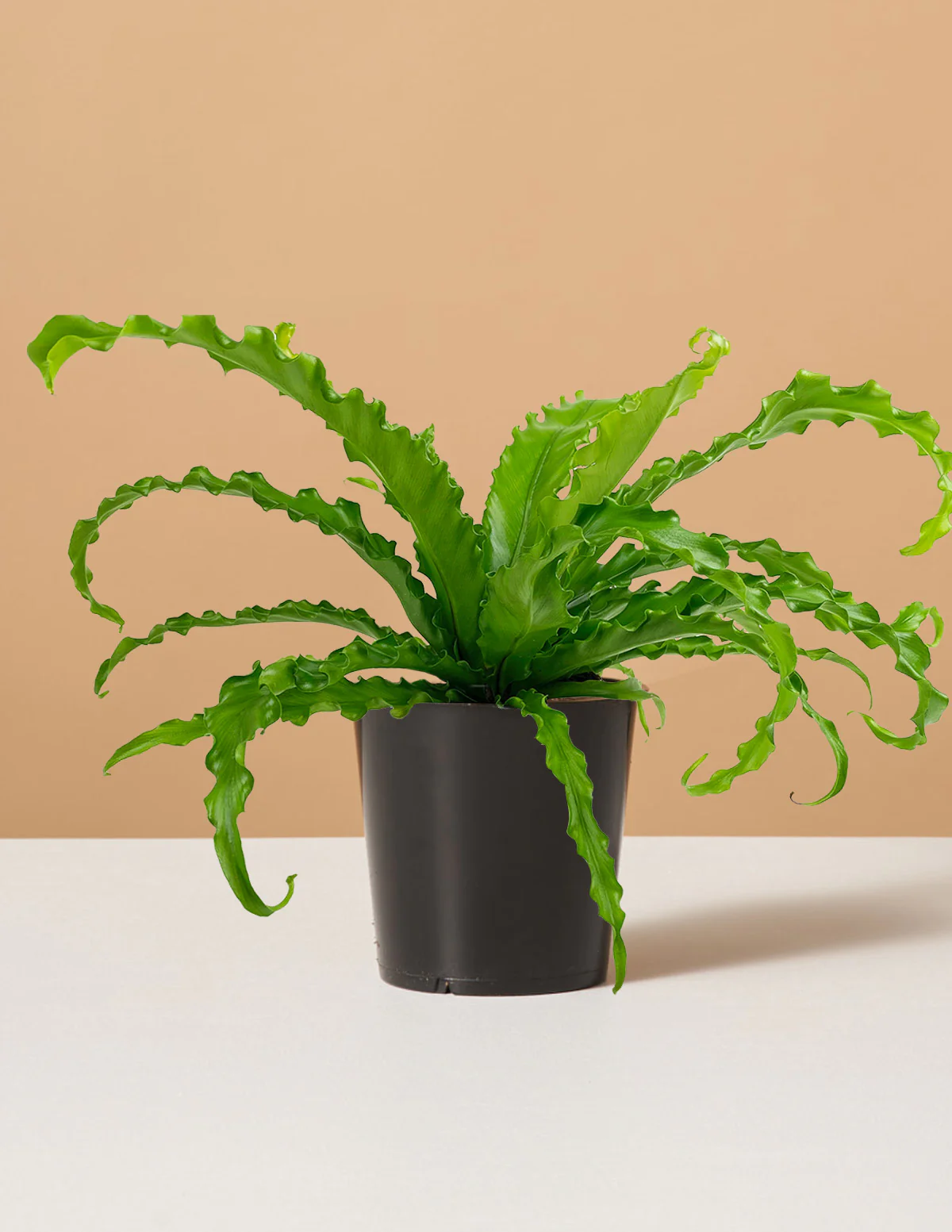 Bird's Nest Fern - Image 21