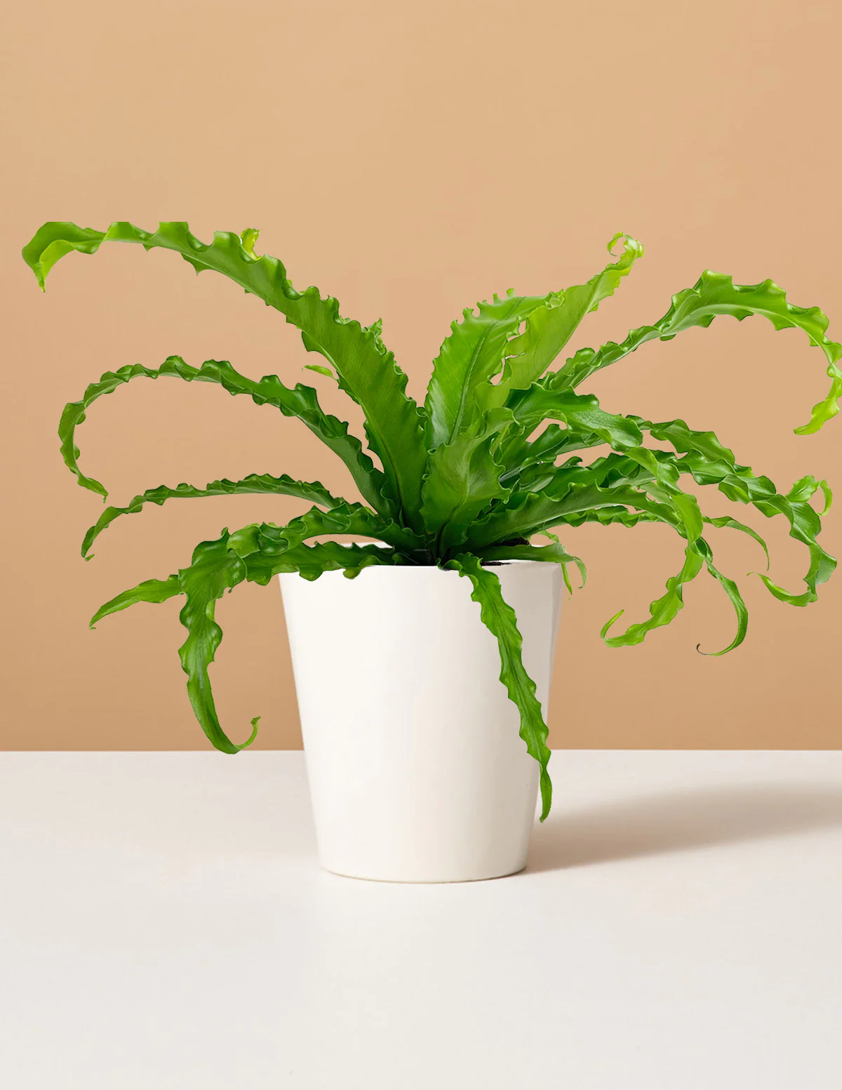 Bird's Nest Fern - Image 22