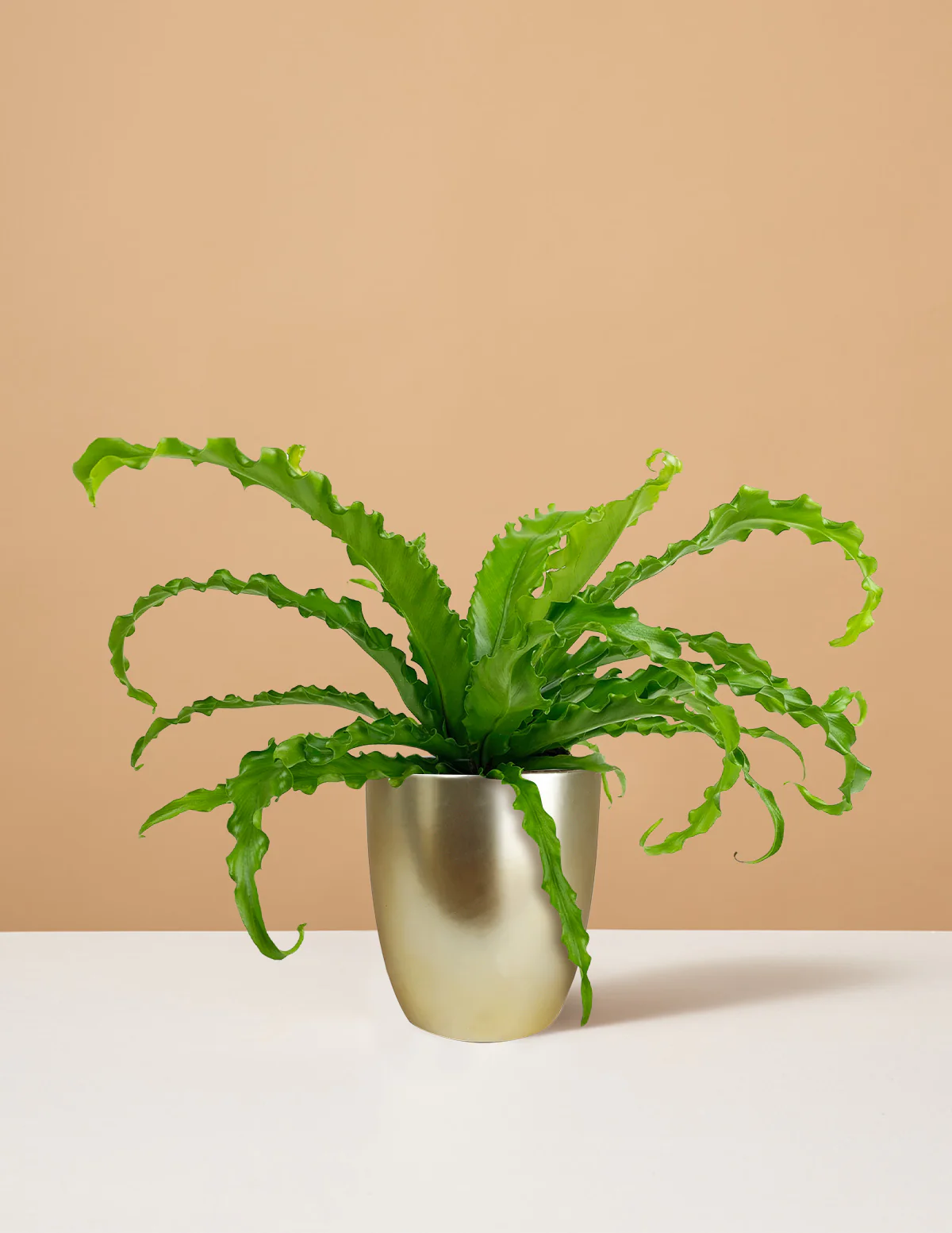 Bird's Nest Fern - Image 23