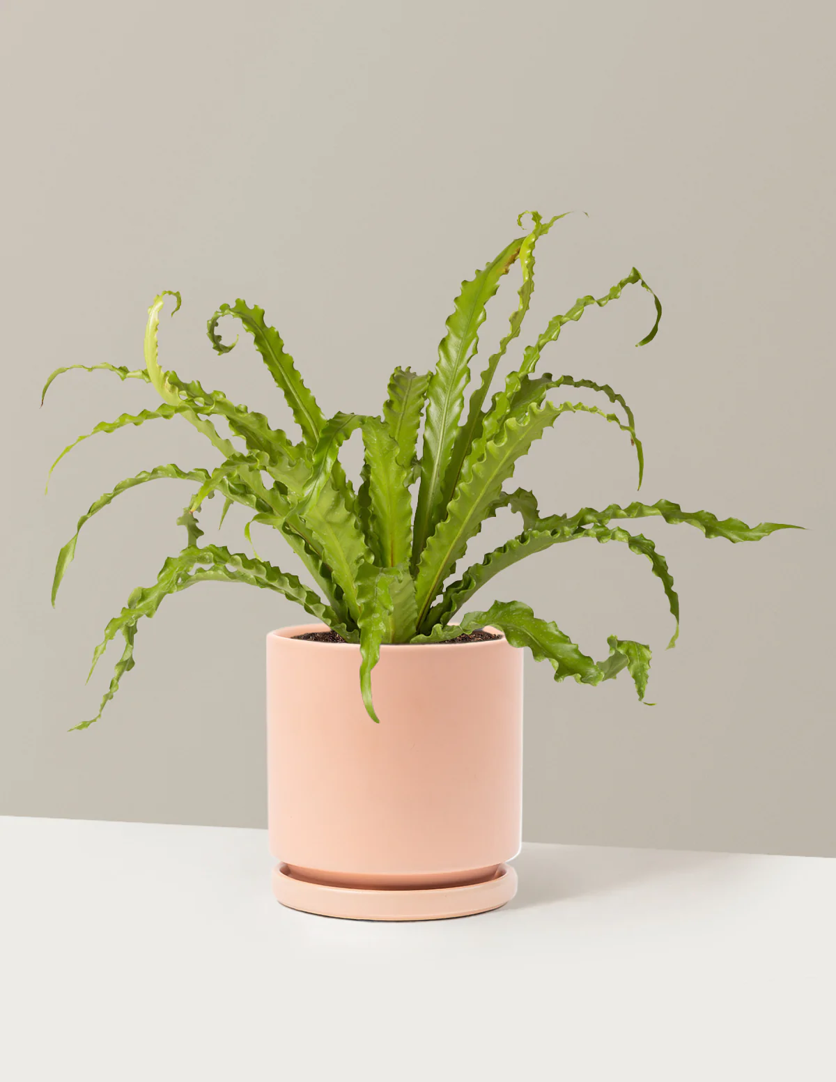 Bird's Nest Fern - Image 24