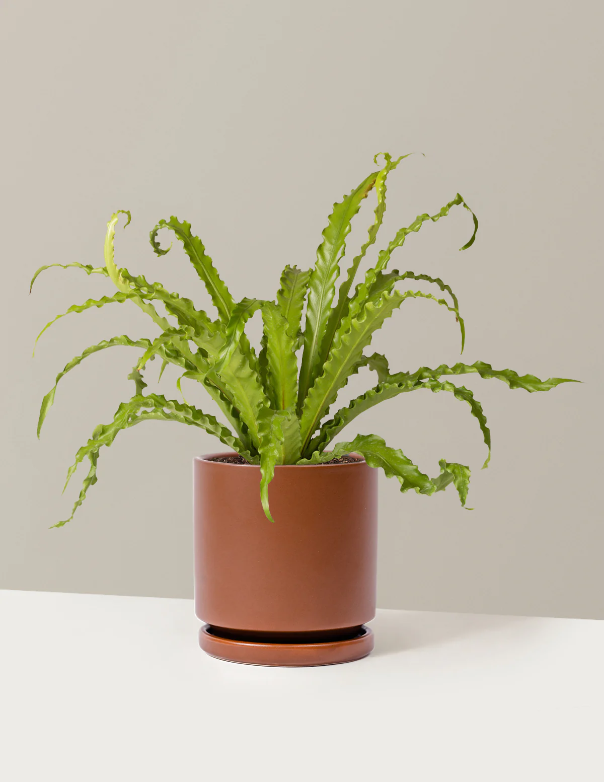 Bird's Nest Fern - Image 25