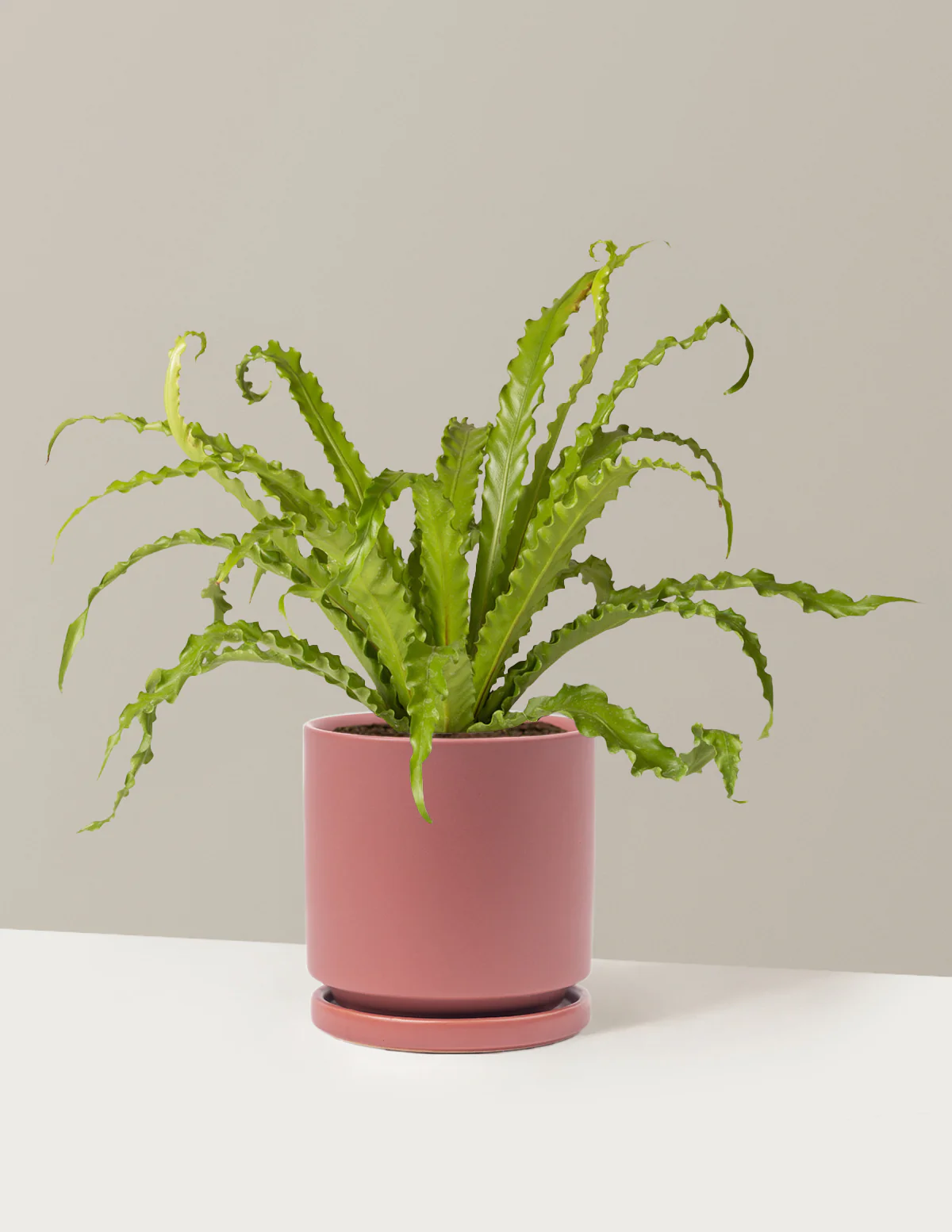 Bird's Nest Fern - Image 26