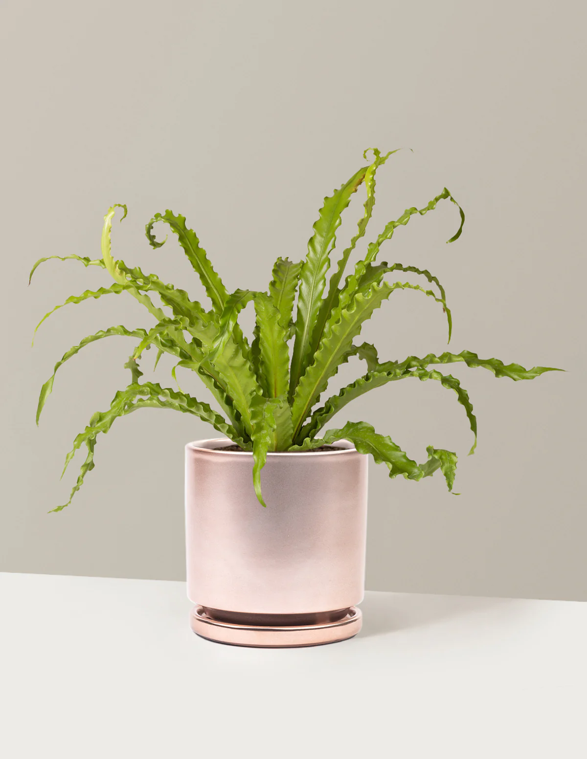 Bird's Nest Fern - Image 27
