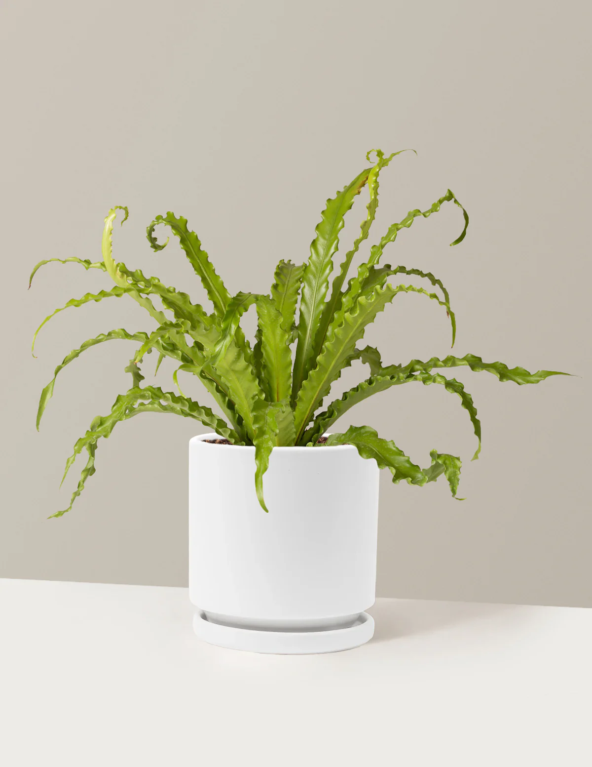Bird's Nest Fern - Image 31