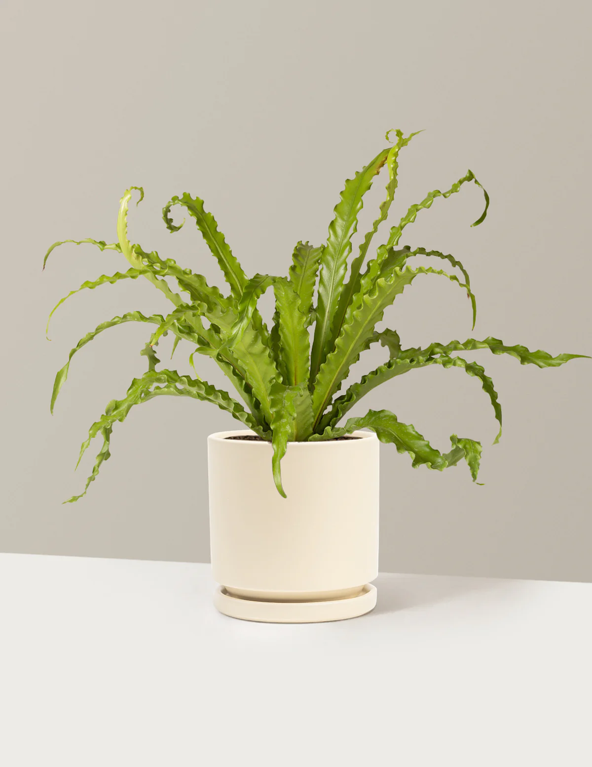 Bird's Nest Fern - Image 32