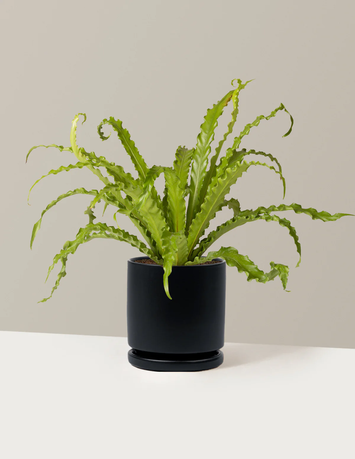 Bird's Nest Fern - Image 33