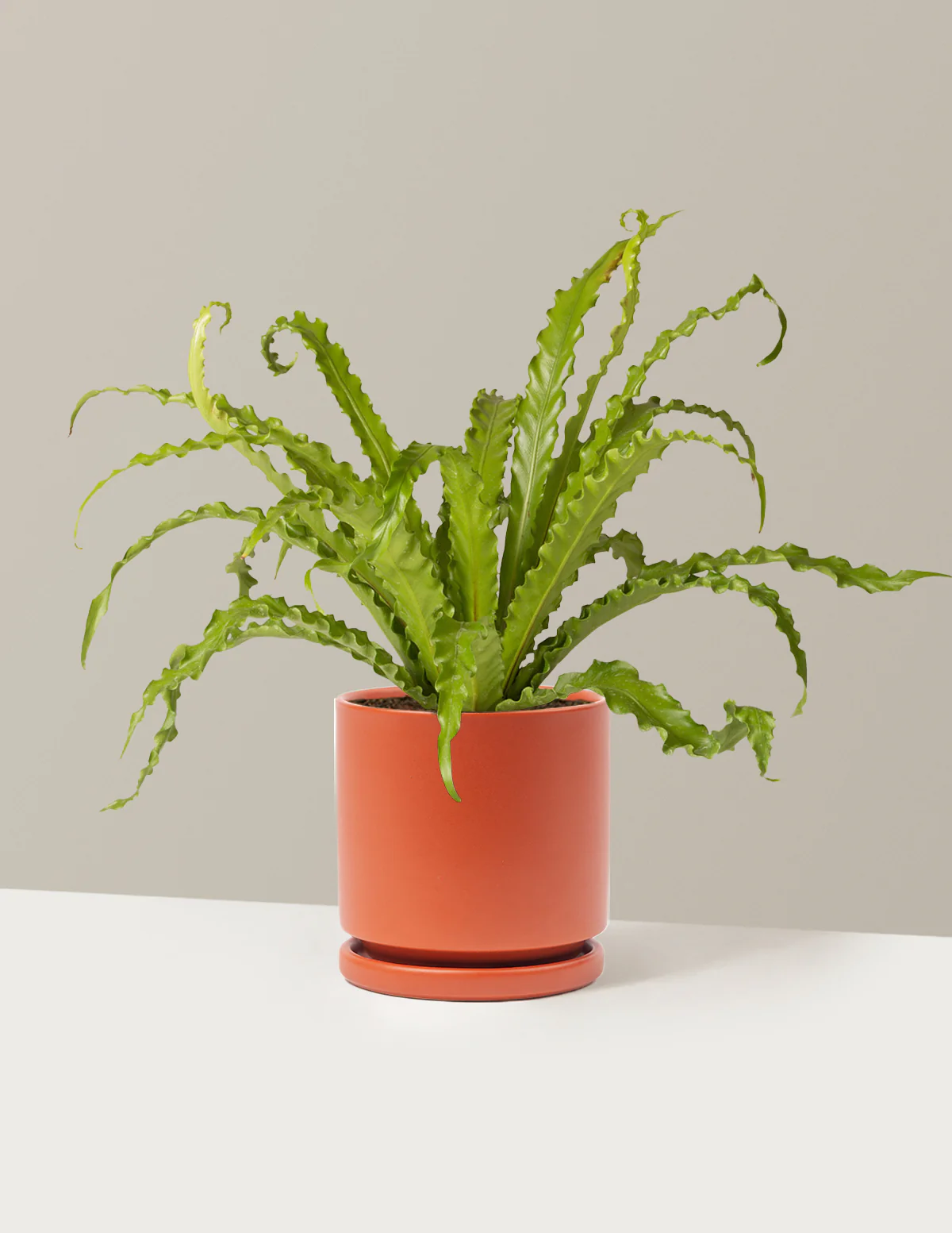 Bird's Nest Fern - Image 34