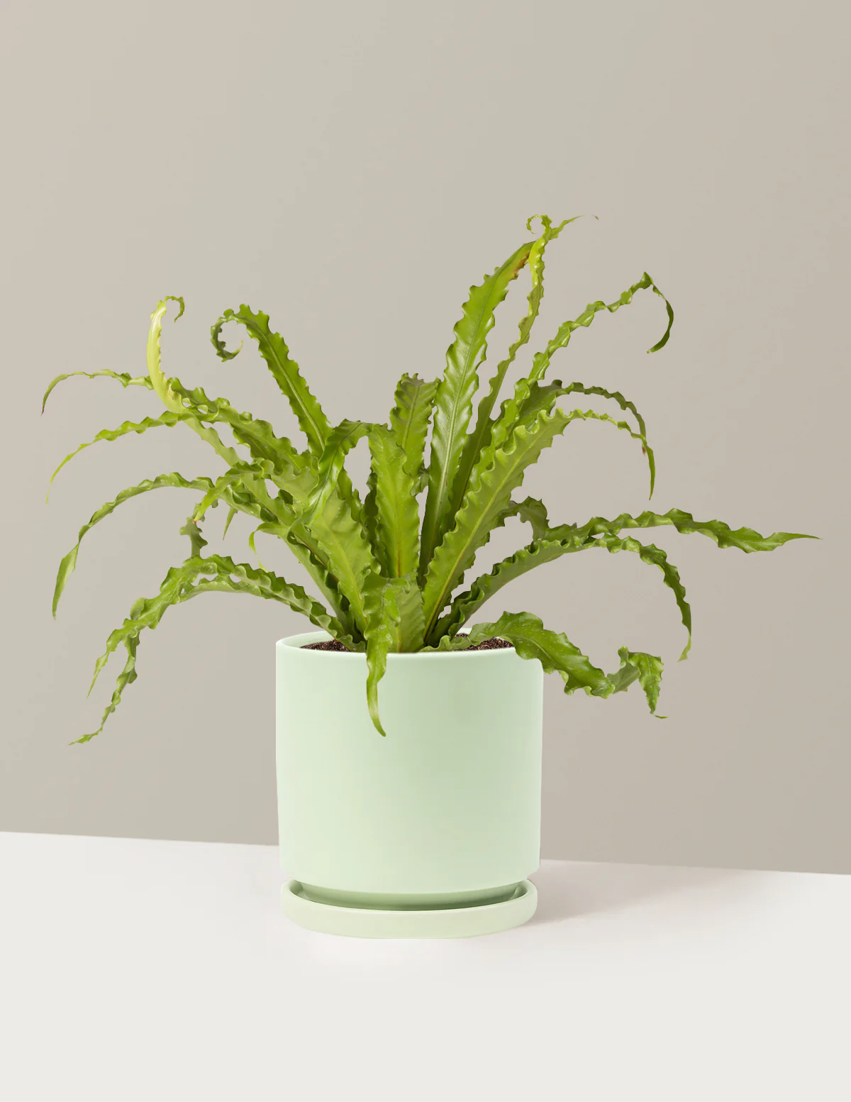 Bird's Nest Fern - Image 36