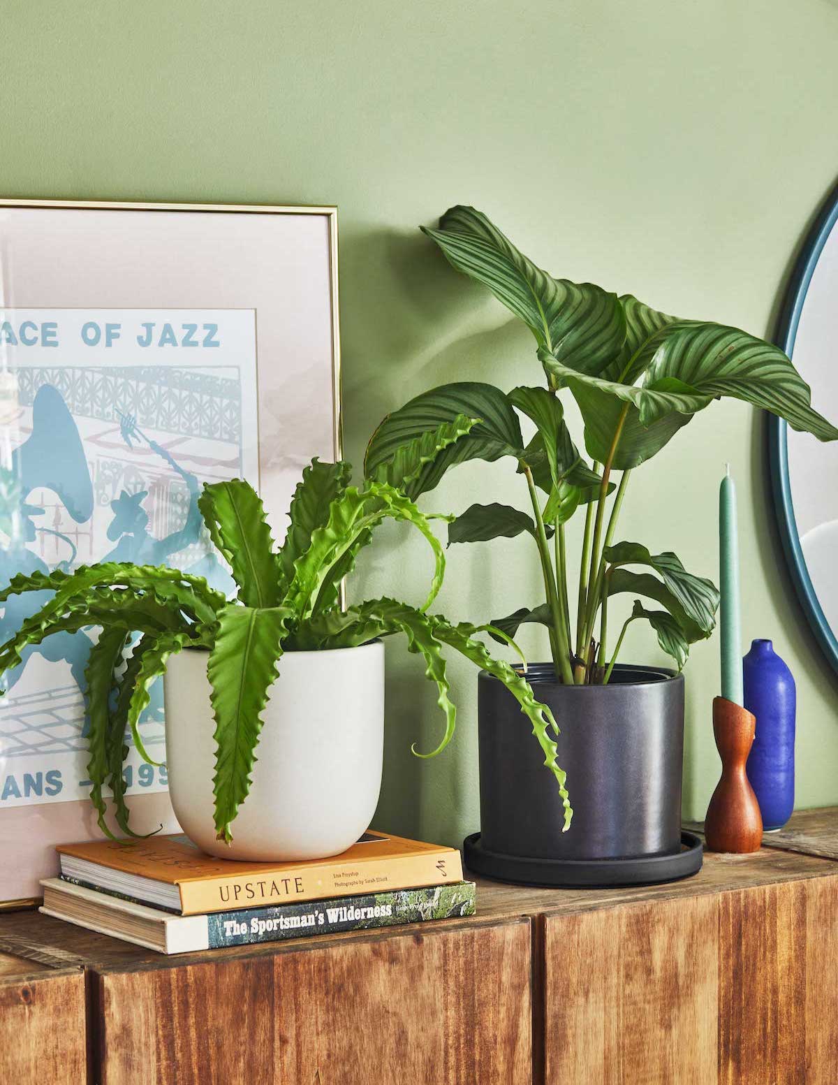 Bird's Nest Fern - Image 5