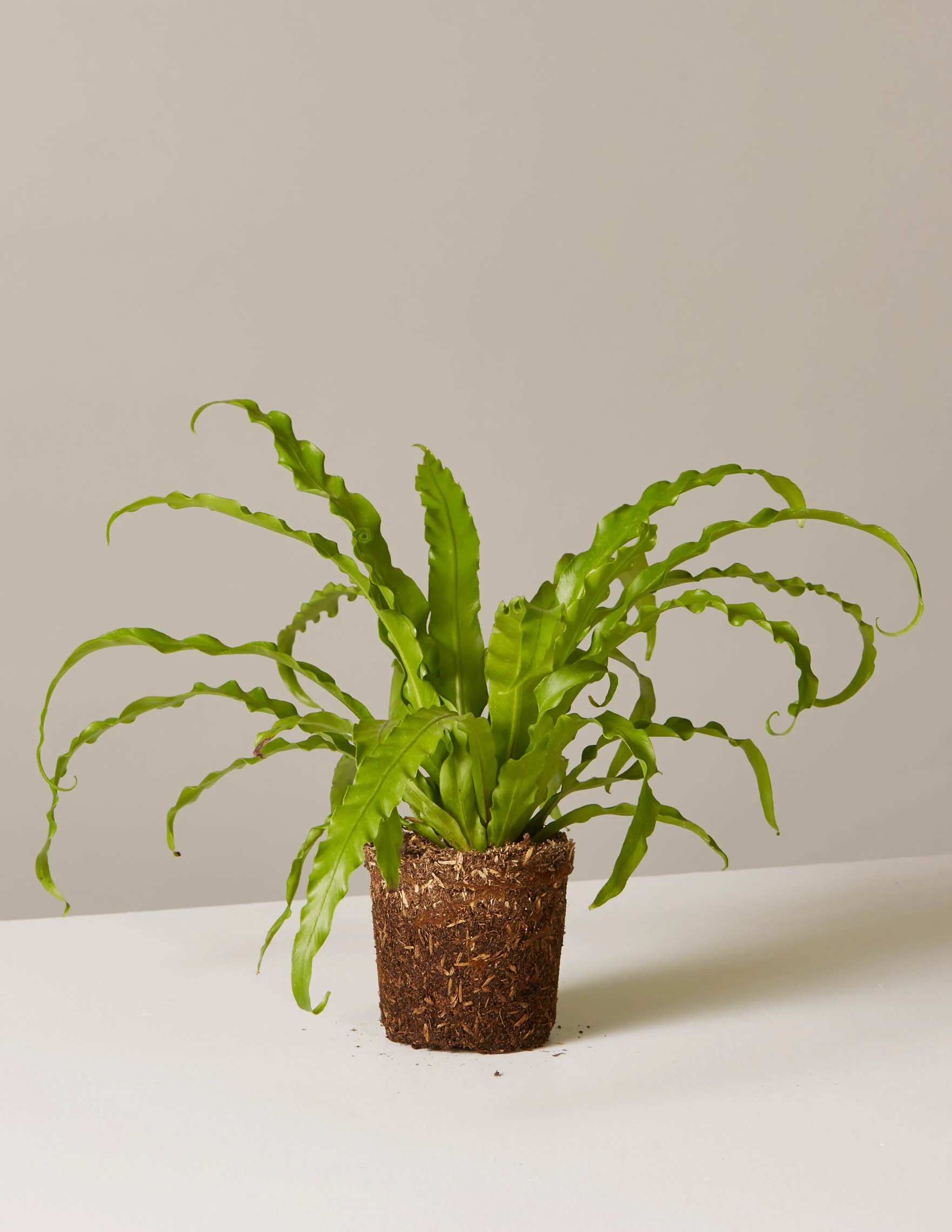 Bird's Nest Fern - Image 8