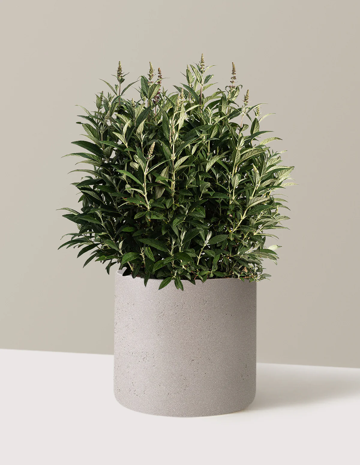 Birthday Cake™ Butterfly Bush - Image 10