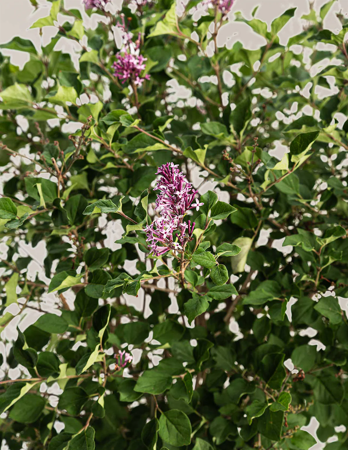 Birthday Cake™ Butterfly Bush - Image 11