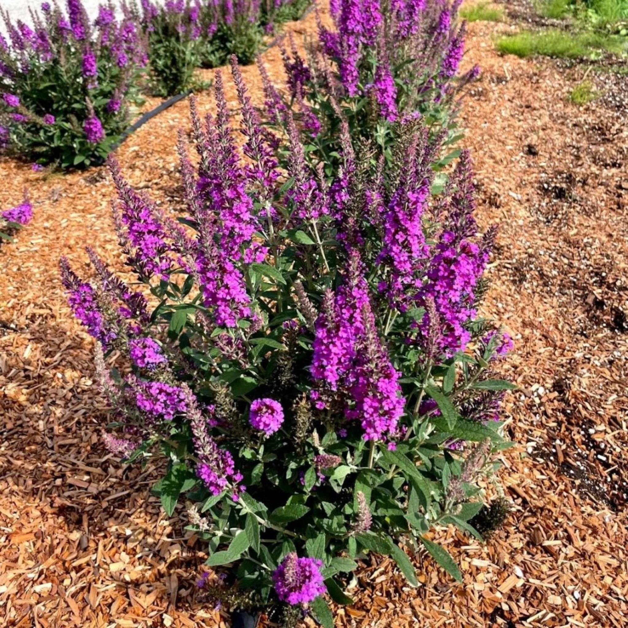 Birthday Cake™ Butterfly Bush - Image 4
